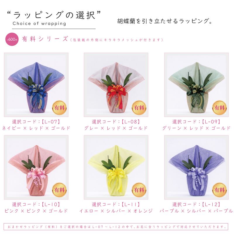 在庫あり》純国産 胡蝶蘭 大輪 3本立ち 33輪～ 希少 【煌華（きらか