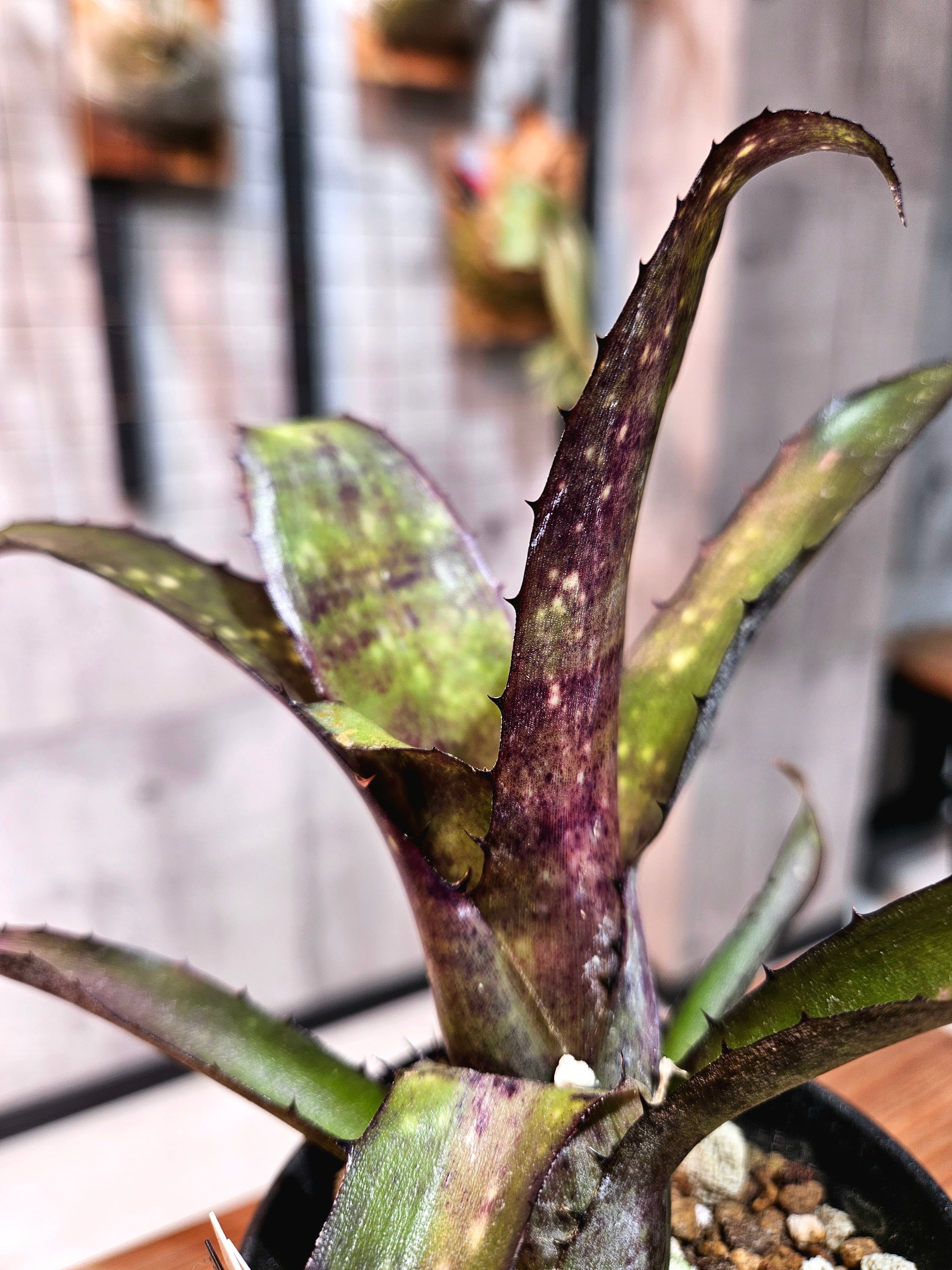 Billbergia Kumu Hula【artPLANTs/PLANTS GARAGE】ビルベルギア/タンク