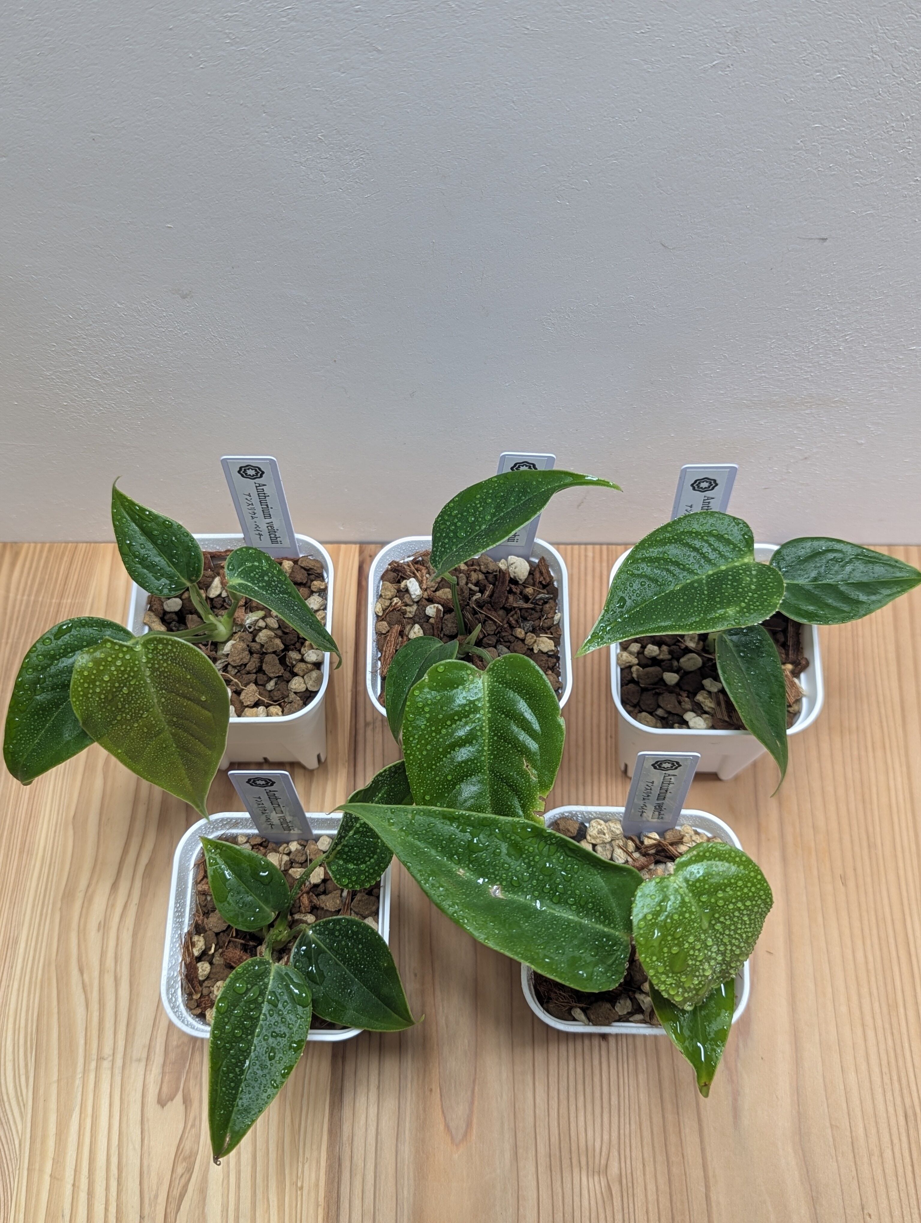 アンスリウム・マグニフィカム 6号 | GREEN Road 植物とパワーストーンの店