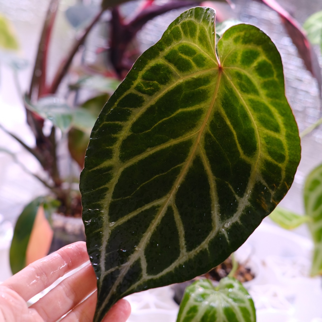 Red Crystallinum × Silver Blush│アンスリウム・レッド クリスタリナム × シルバーブッシュ④│観葉植物