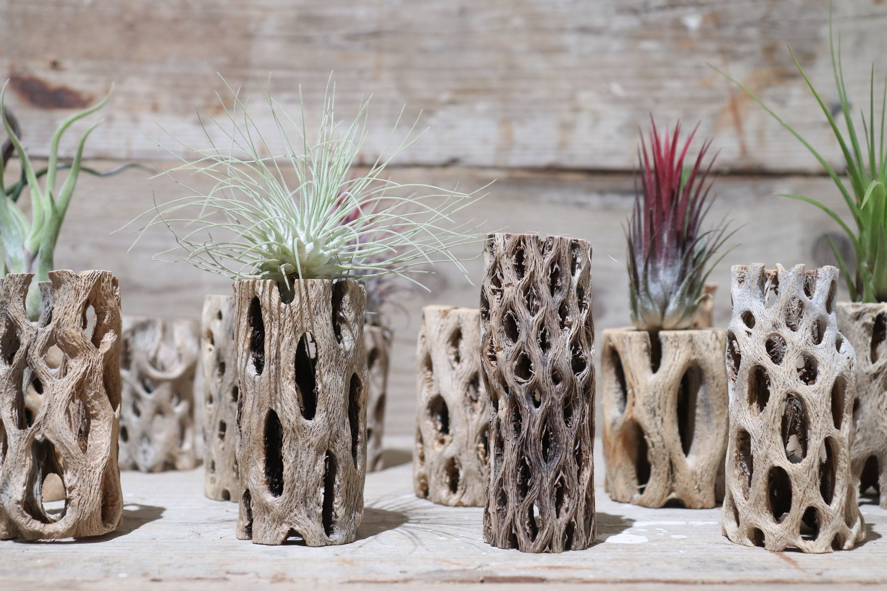 送料無料】カクタス スケルトン S (8-10cm) [S21-70] | plane plants
