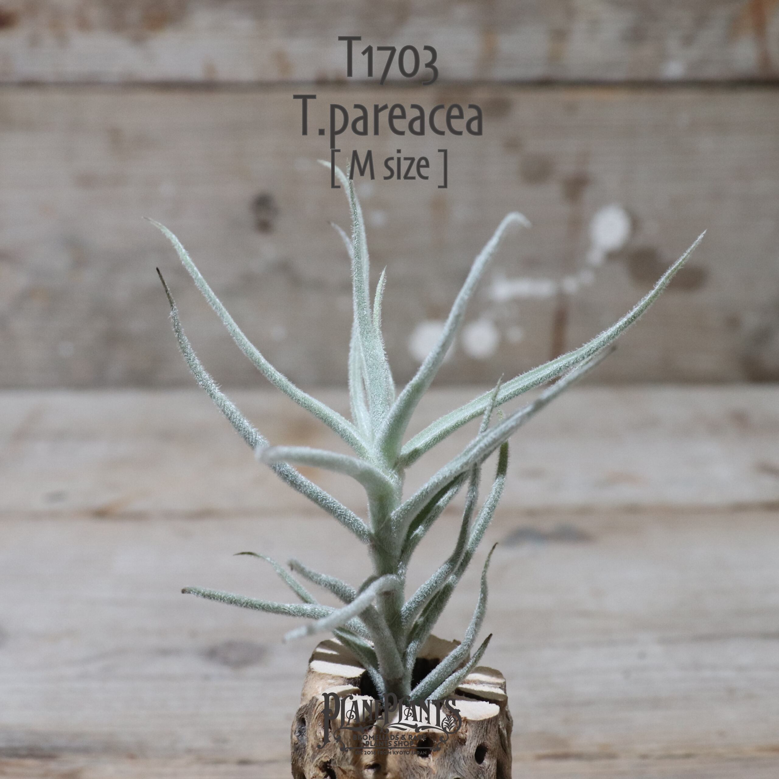 【送料無料】パレアセア〔エアプランツ〕現品発送T1703