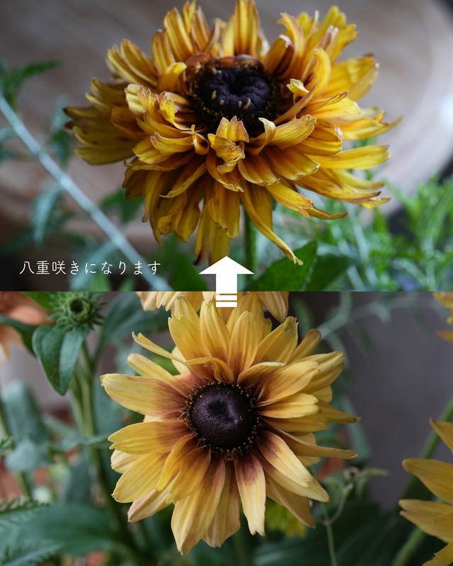 花期が長い　ルドベキア　キャラメルミックス　３号