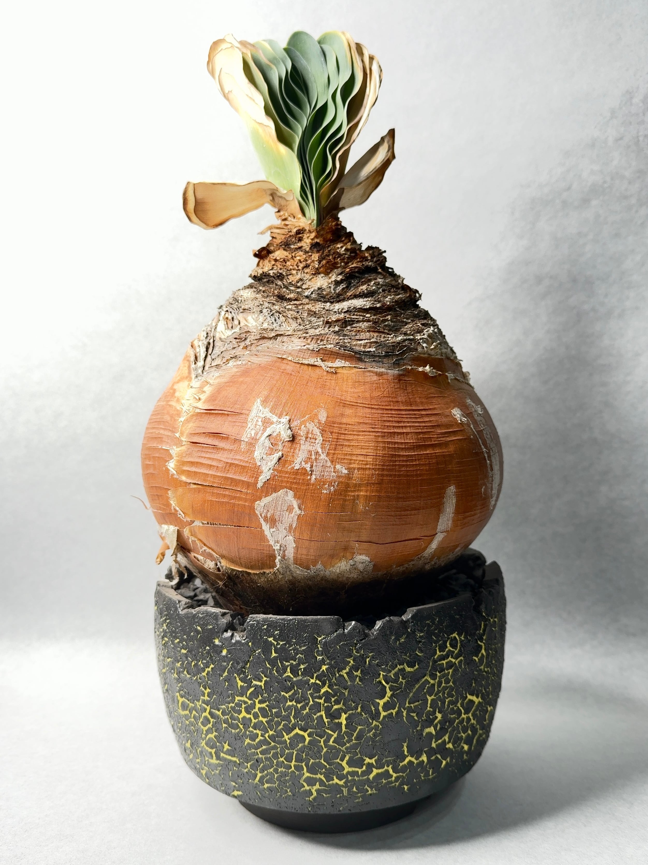 ブーファン・ハエマンソイデス