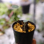 Stephania kaweesakii / ステファニア カウィーサキー㉑/ 観葉植物