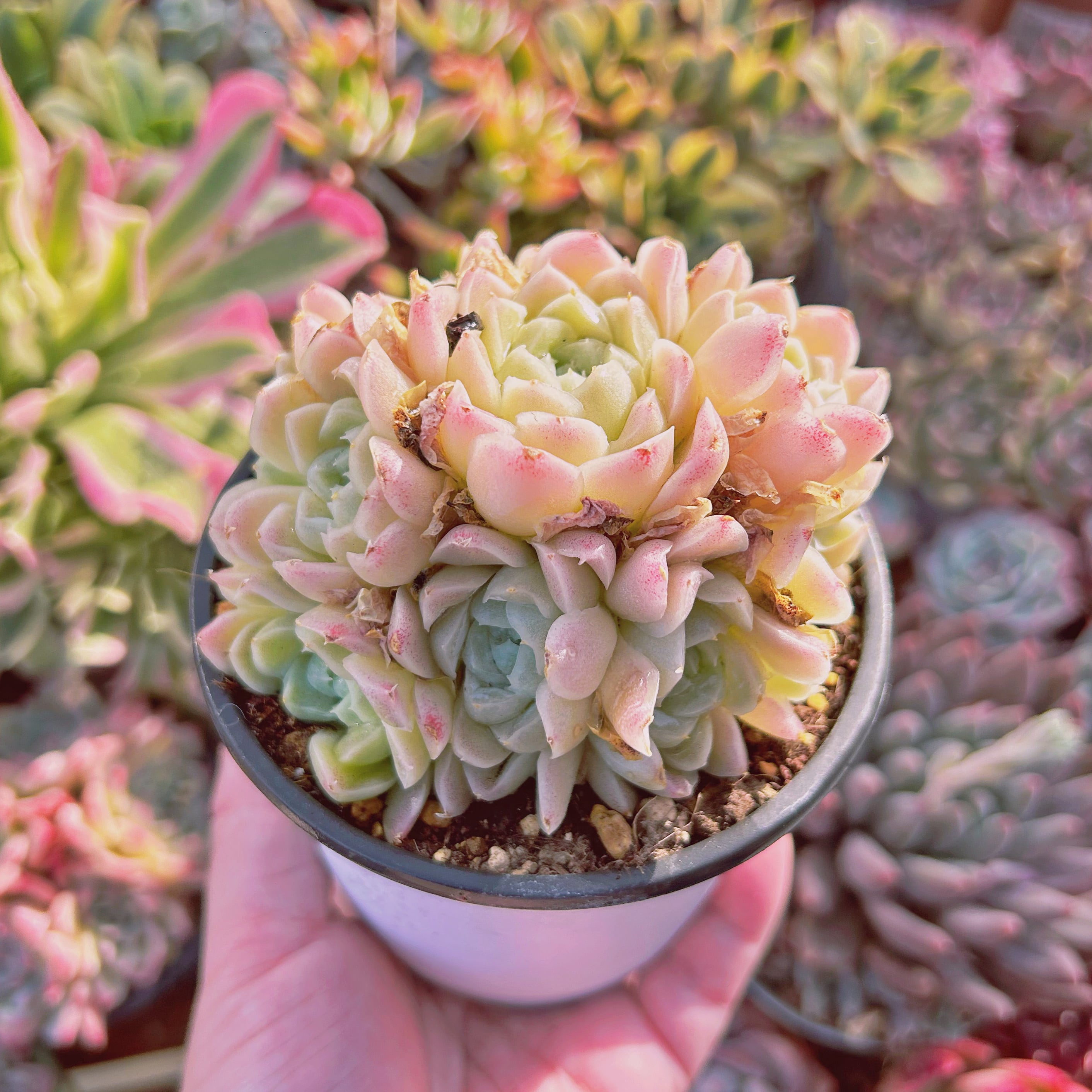 多肉植物 Echeveria ヒューミリス 特大 | Pay ID