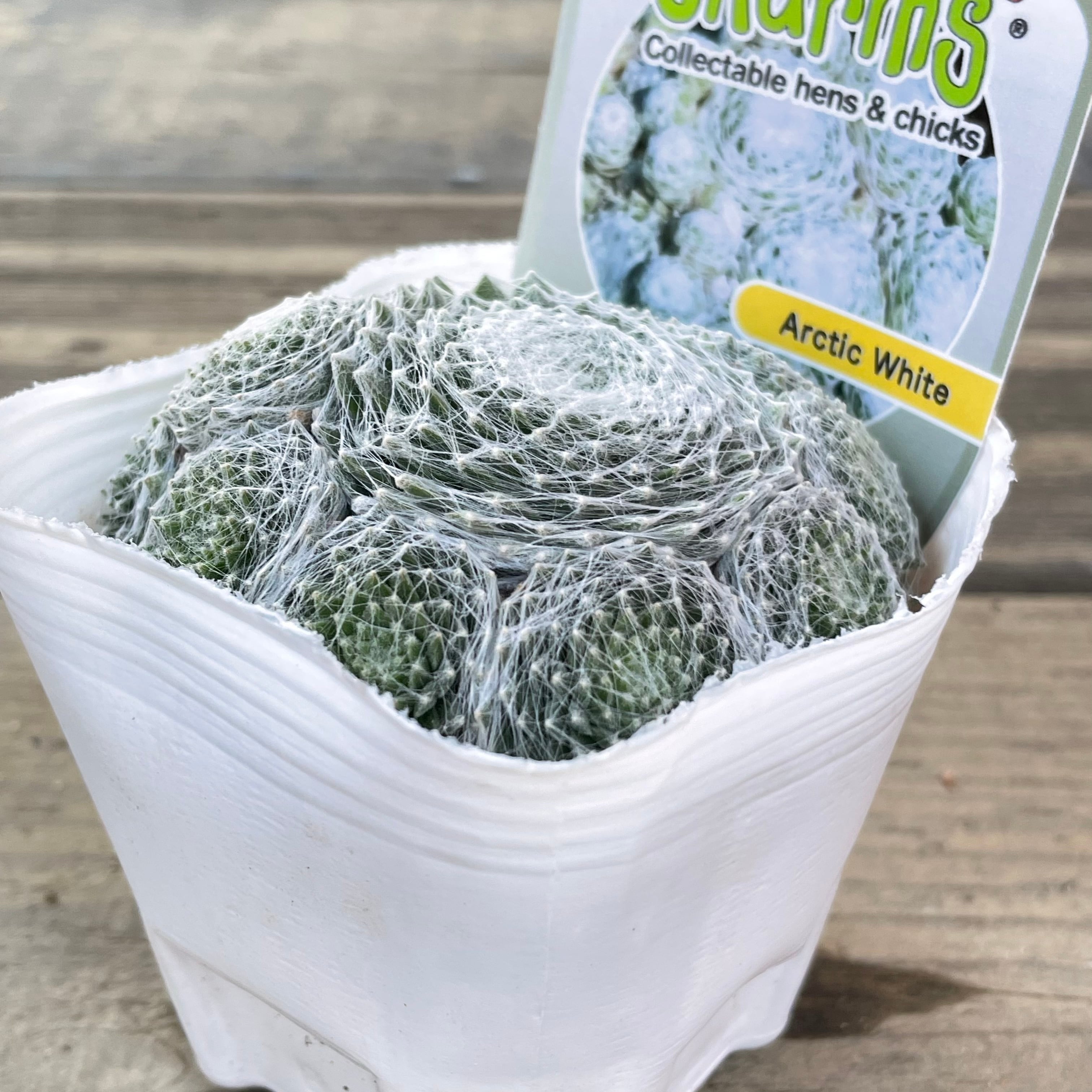 Arctic White センペル | RuPo 多肉植物専門店