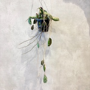 Hoya imbricata ホヤ・インブリカータ