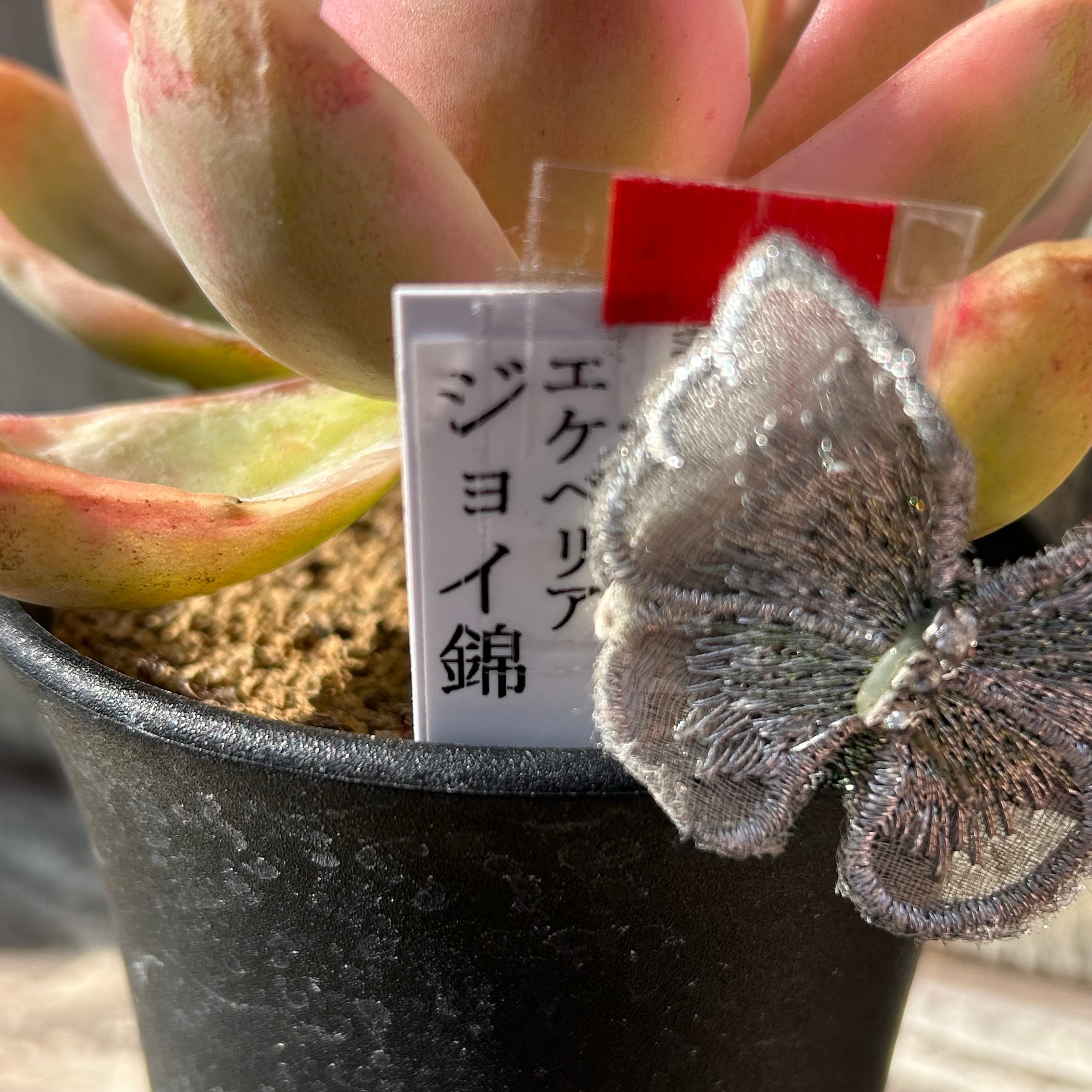 T)ジョイ錦 エケベリア | RuPo 多肉植物専門店