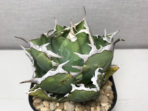 アガベ チタノタ ’蟹’