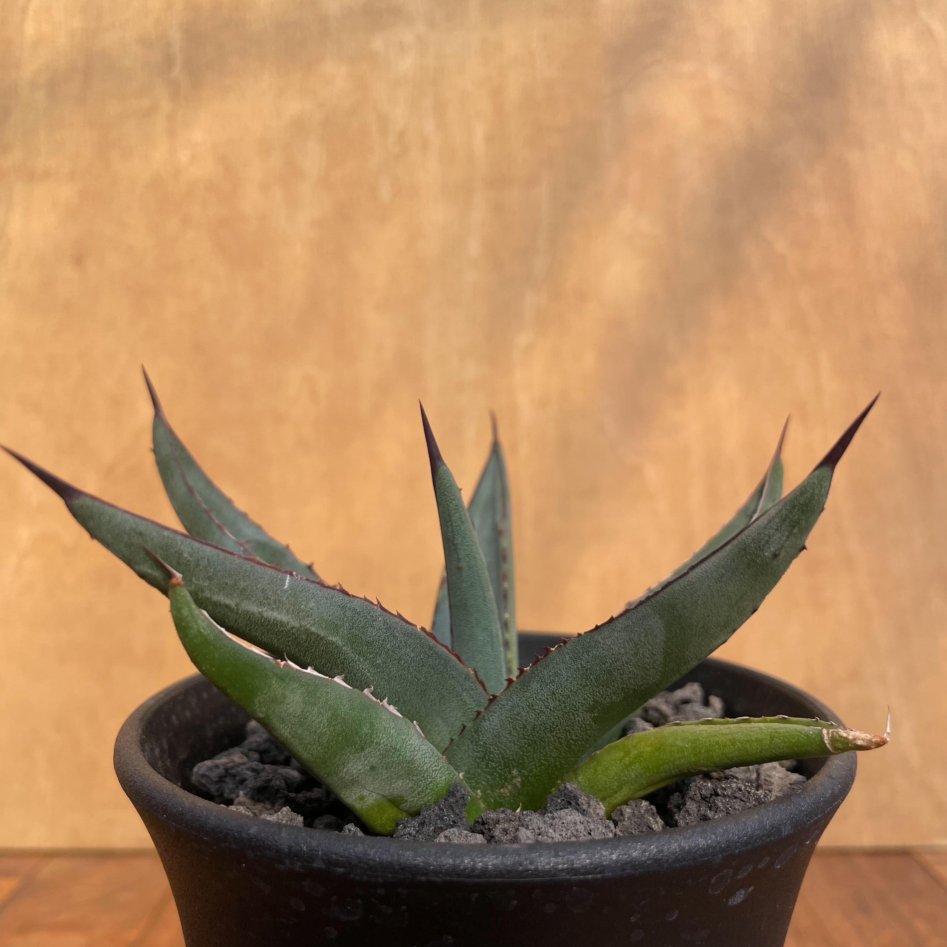 Agave nigra “Shark Skin”【アガベ・ニグラ・シャークスキン 