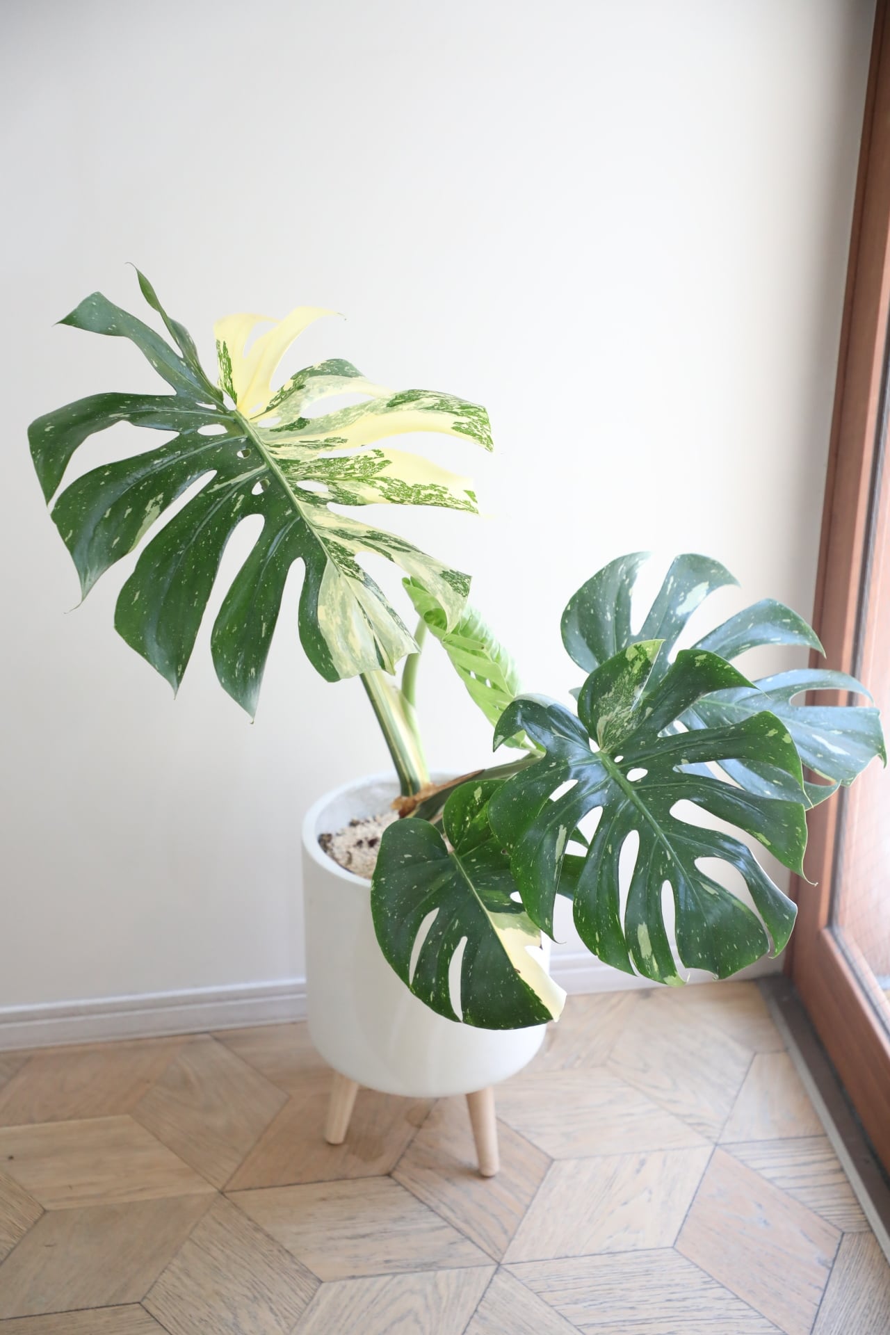 モンステラ L】モンステラ タイコンステレーション/Monstera deliciosa | 【厳選