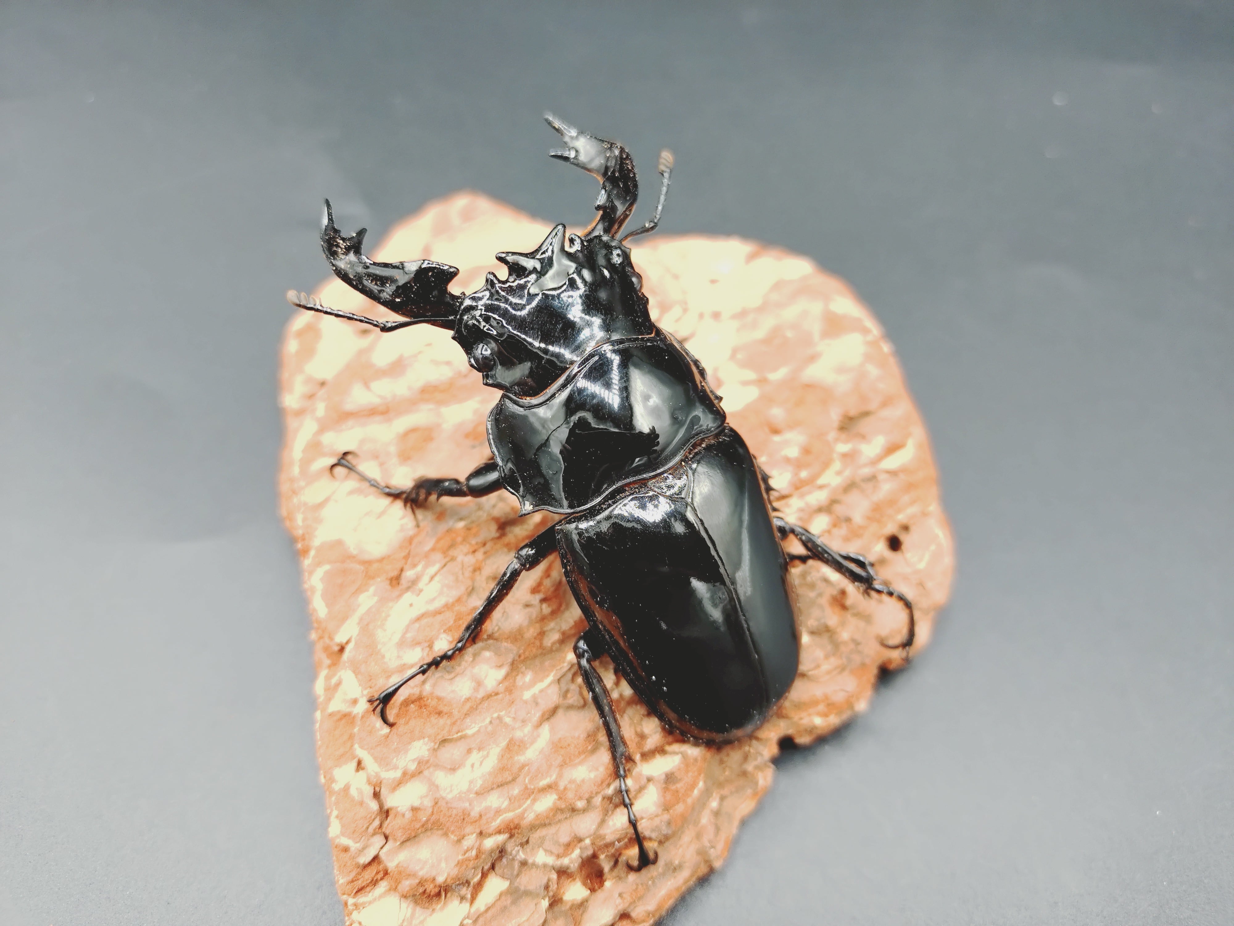 クワガタムシ | クワガタムシ・カブトムシ専門ショップ CIEL