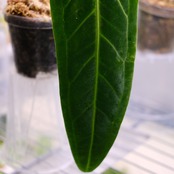 アンスリウム ワロクアーナム / Anthurium Warocqueanum⑬ / 観葉植物<育て方・花言葉>