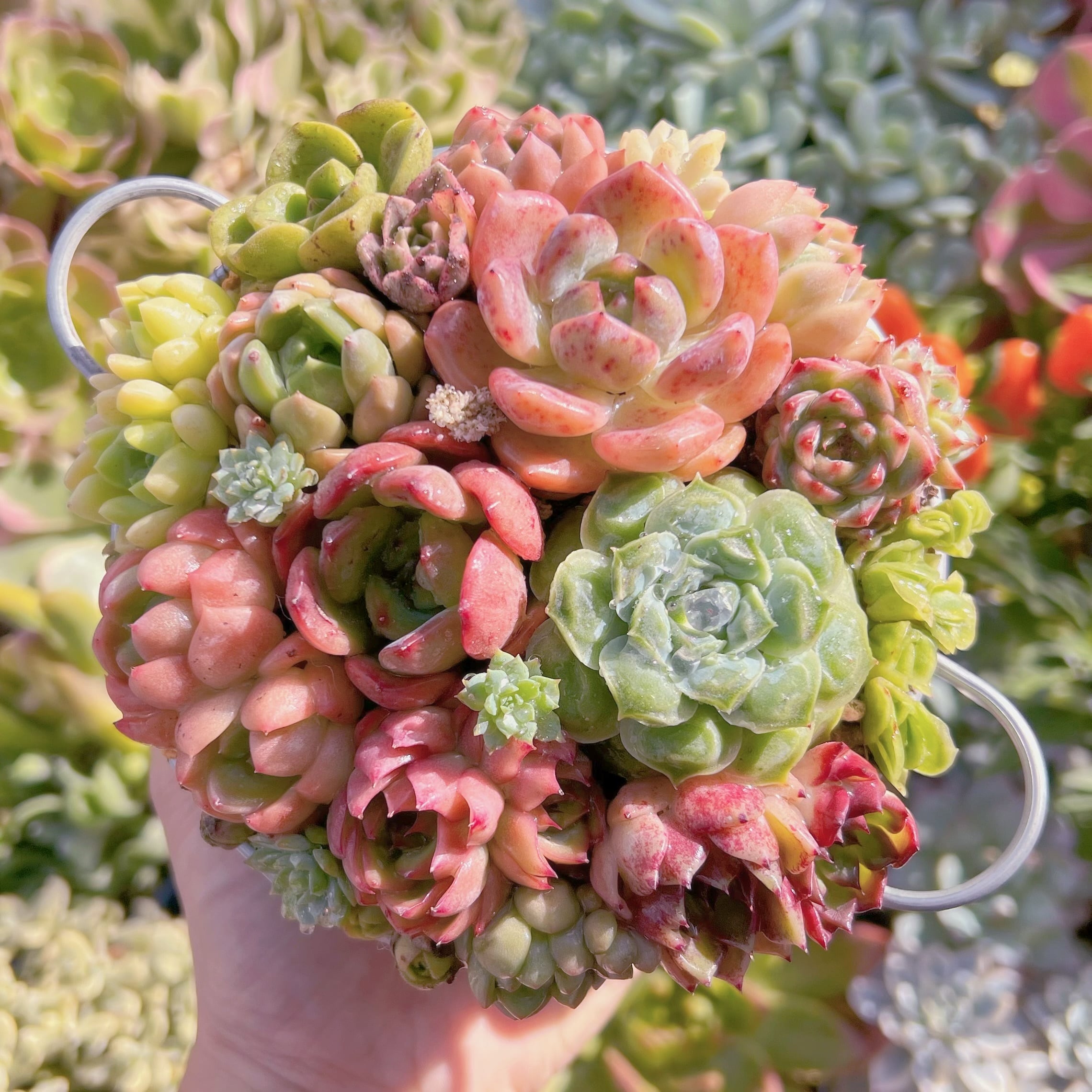 現物 寄せ植え鍋セット#222 るる農園 | るる農園~多肉植物専門