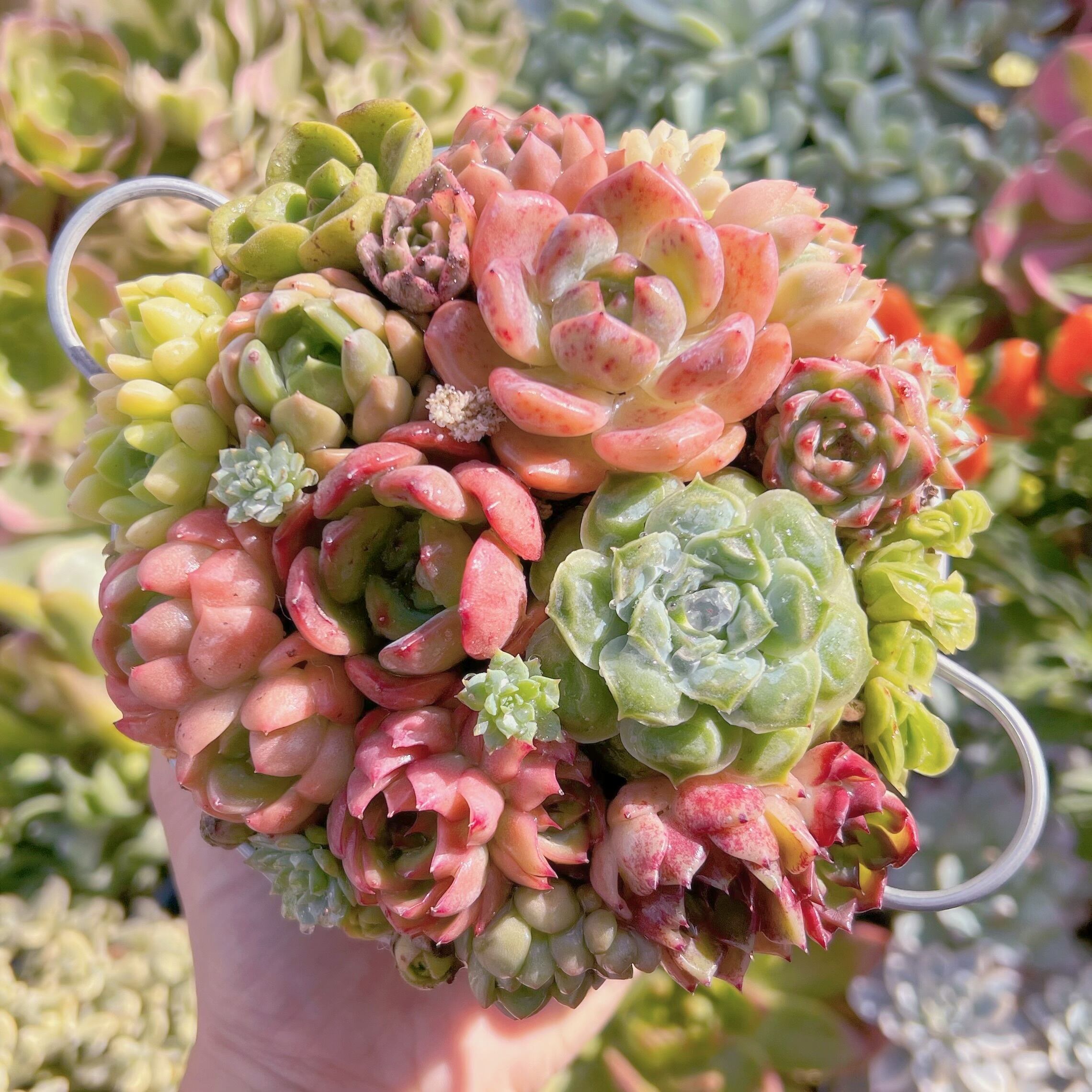 現物　寄せ植え鍋セット#222   るる農園