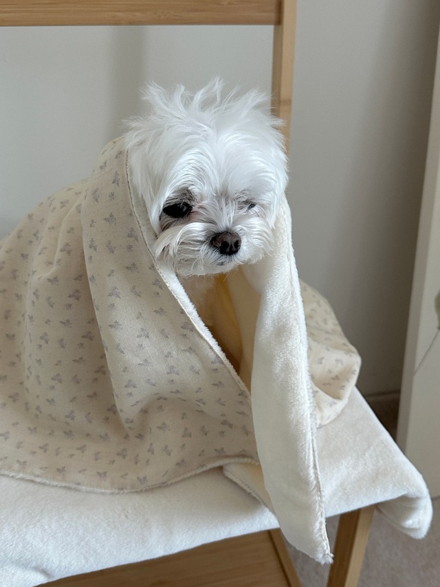 〈予約アイテム〉EYOU / ベルア ブランケット