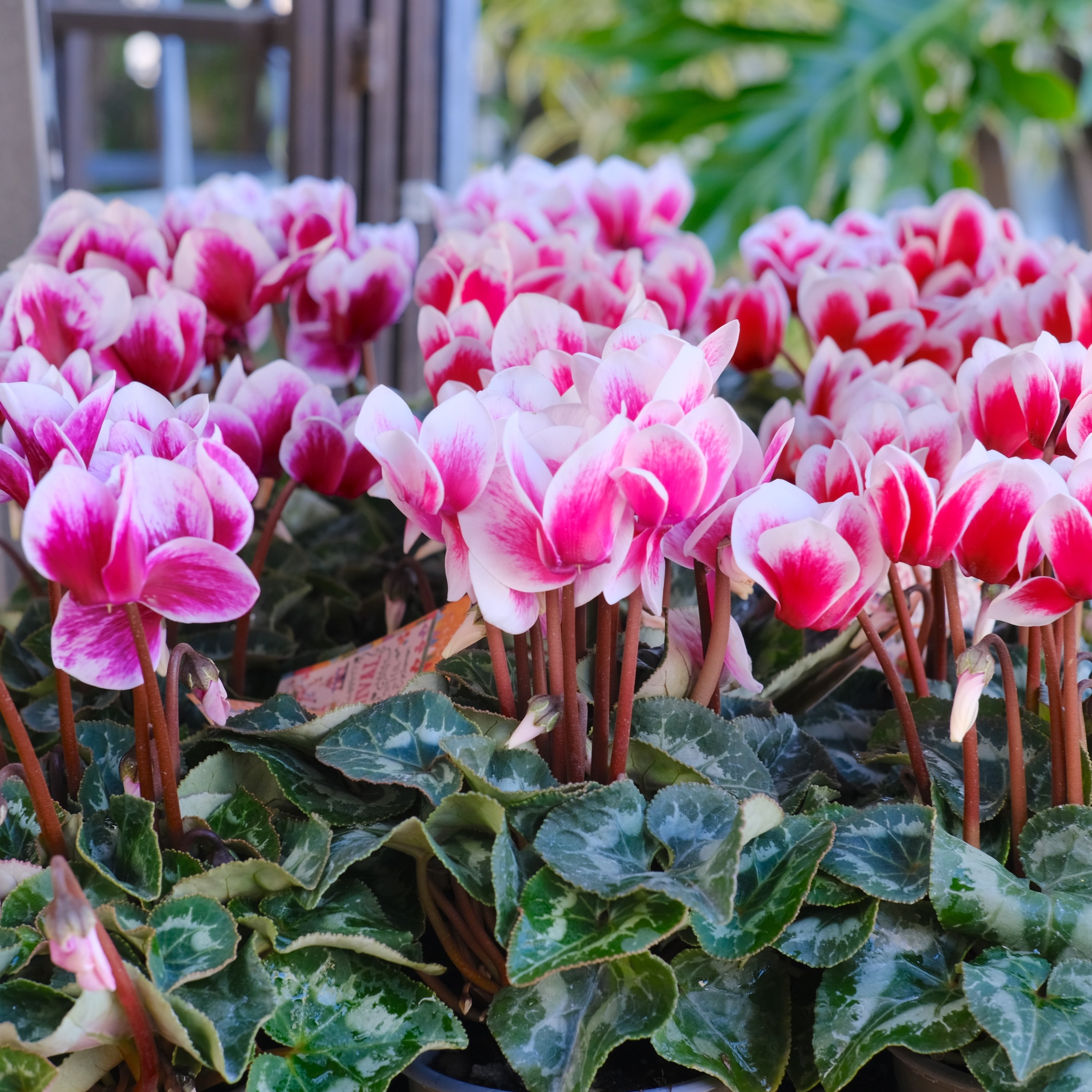 pedala ジレ XL ピンクレッド ガーデンシクラメン《 カーニバル 》軽井沢育ち 3号鉢 | グリーン