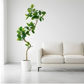 アルテシマ  200㎝［人工観葉植物・フェイクグリーンT］