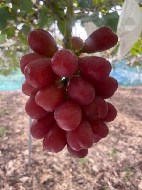 岡山県産マイハート1.1kg(2房・種なし)