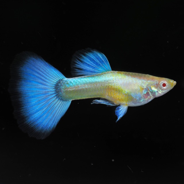 【現物】RREAラズリーネオンタキシードリボン　若魚1カルテット＋おまけ1カルテット