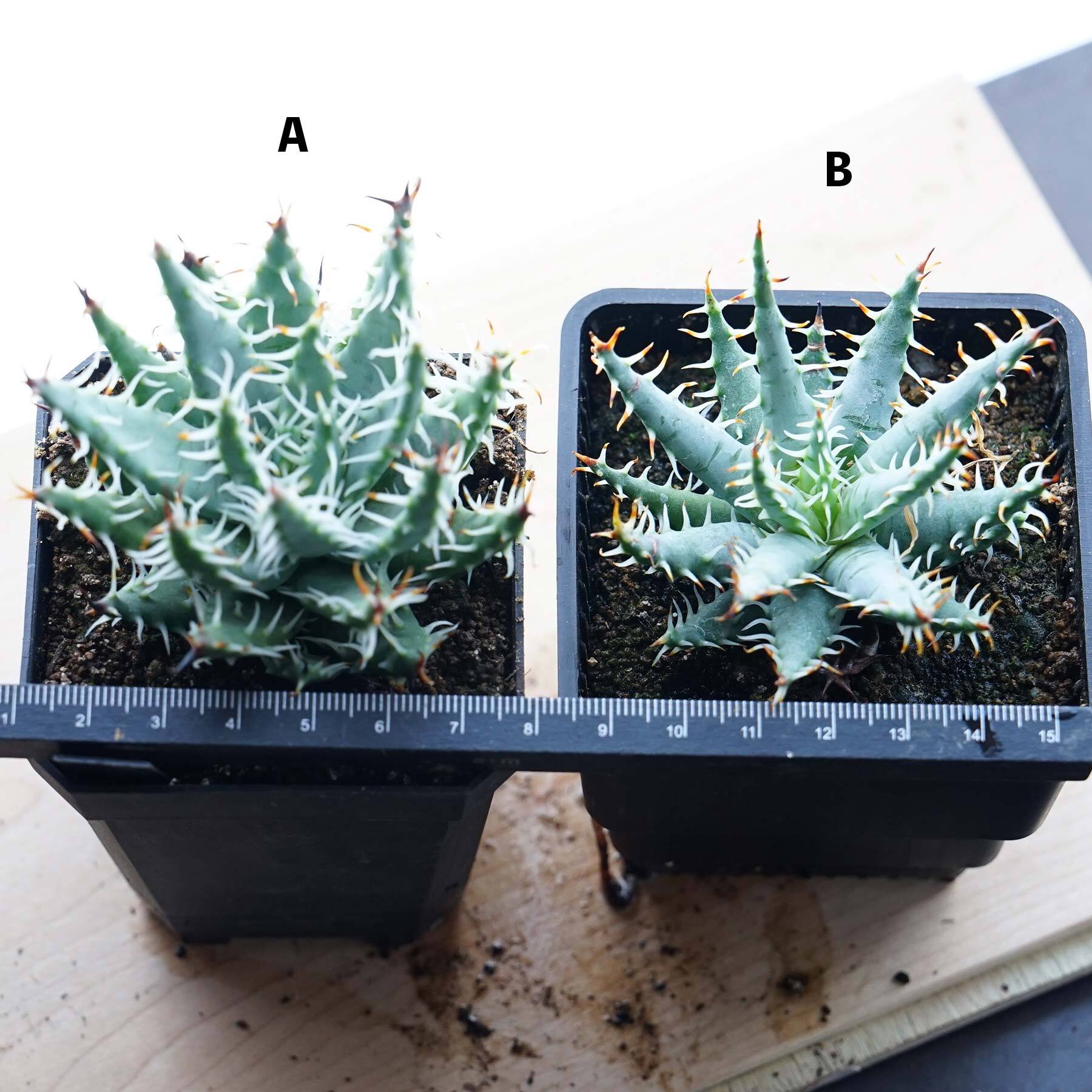 2エリナケア(Aloe erinacea)希少アロエ 10株 2エリナケア(Aloe erinacea)希少アロエ 10株