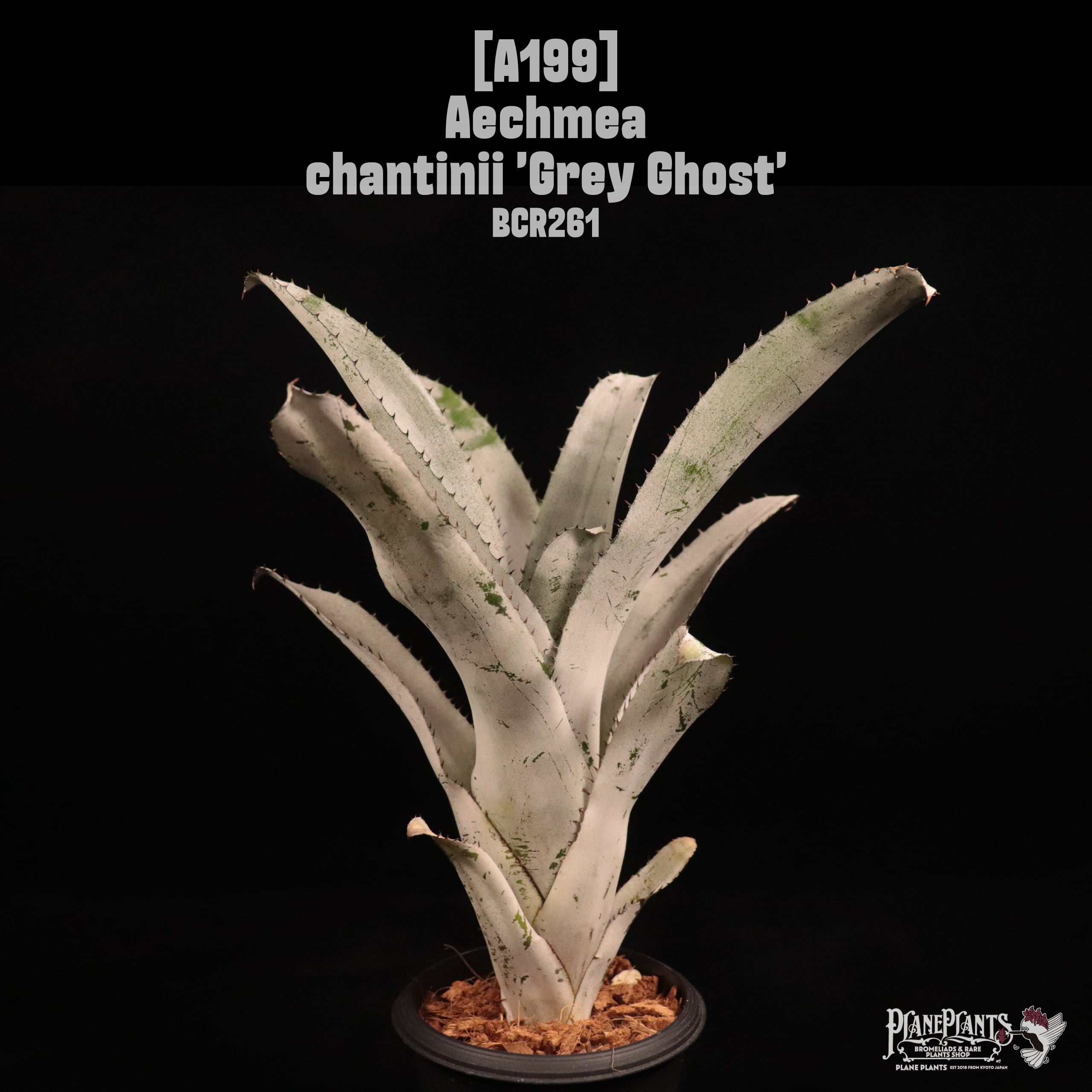 Aechmea chantinii 'Grey Ghost'〔エクメア〕A199