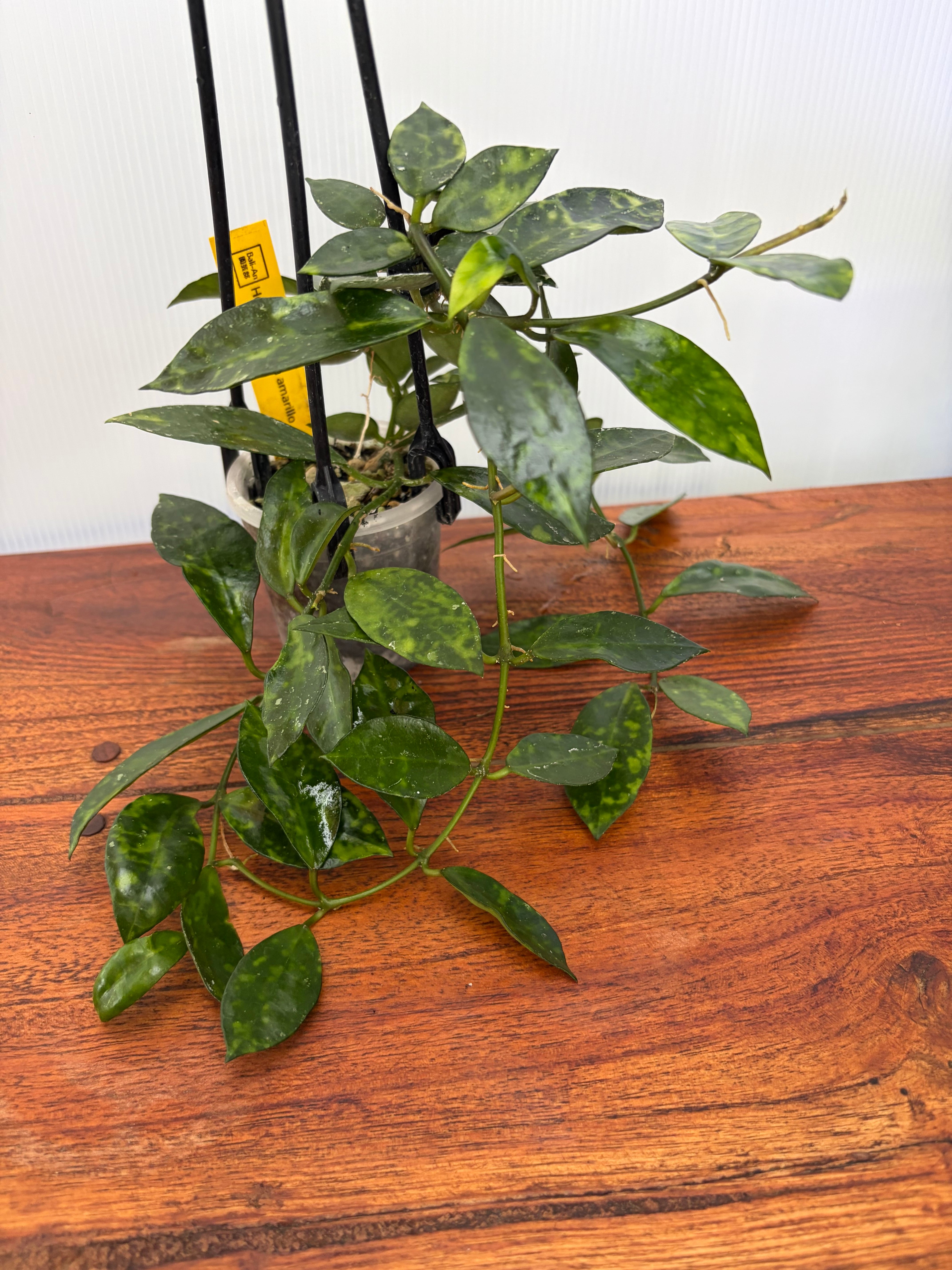 Hoya | BALI-AN 園芸
