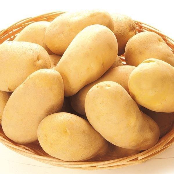 じゃがいも 楽天市場】【ふるさと納税】「数量限定訳あり品」じゃがいも「サッシー