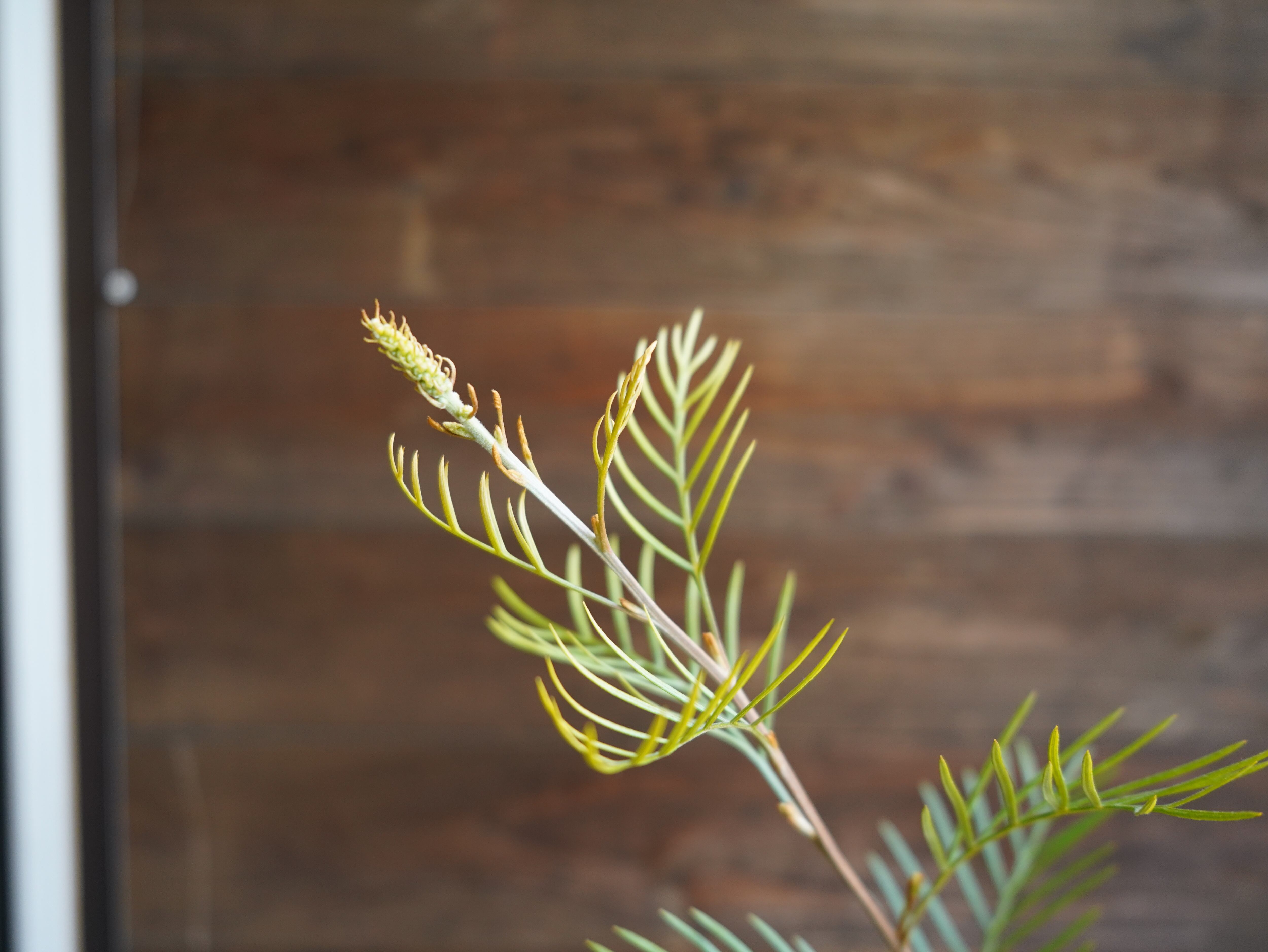 【現物】グレビレア　”アイボリーホイップ”　B