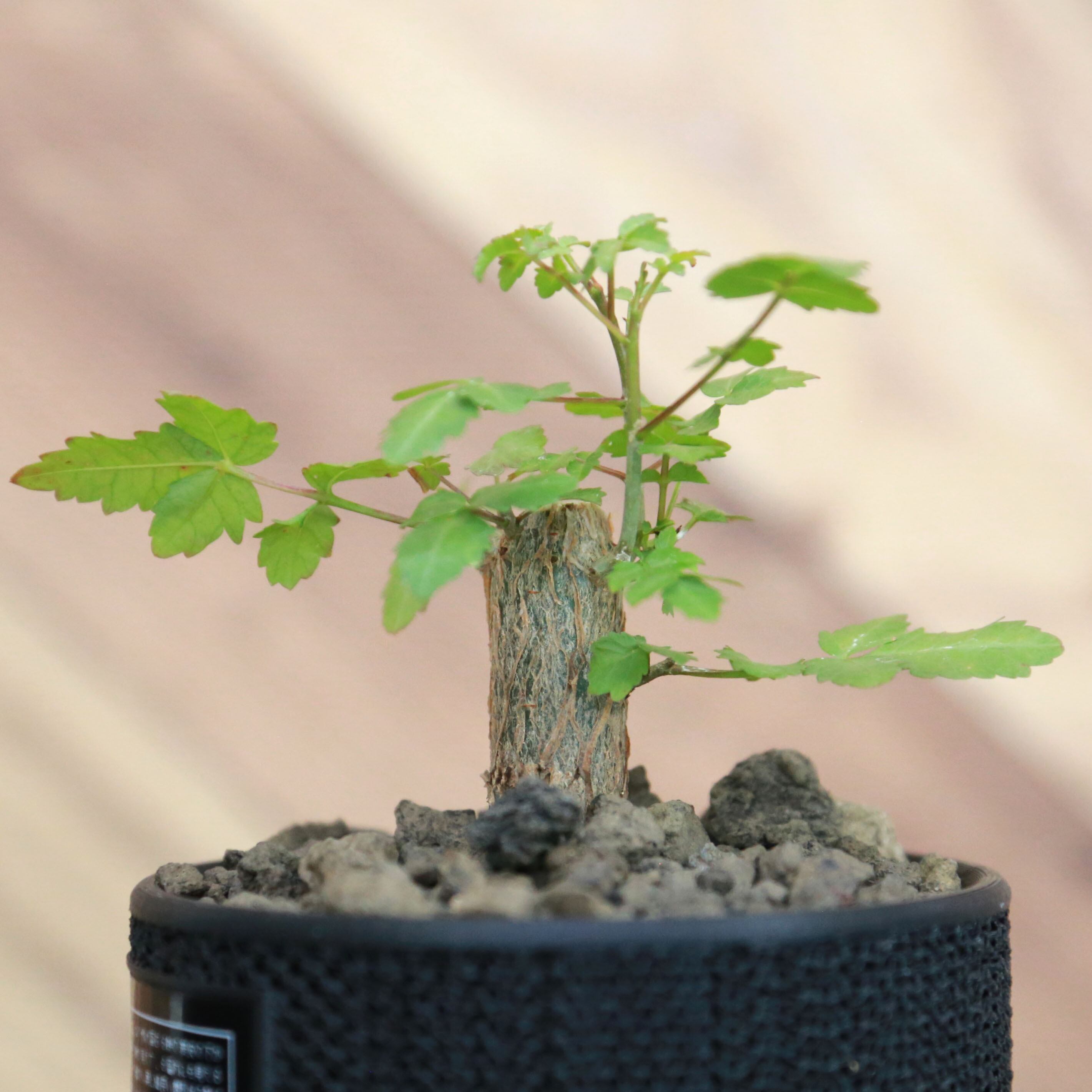 Bursera fagaroides ブルセラ ファガロイデス / 小株(3号鉢)/Lot.002
