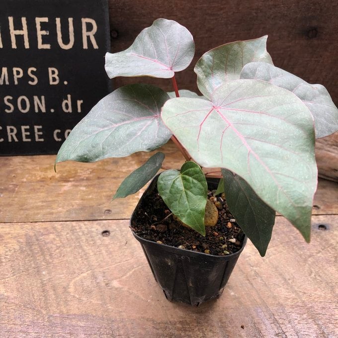 ペティオラリス】☆ 希少品種 赤い葉脈 塊根植物 | 植物の店ベリー