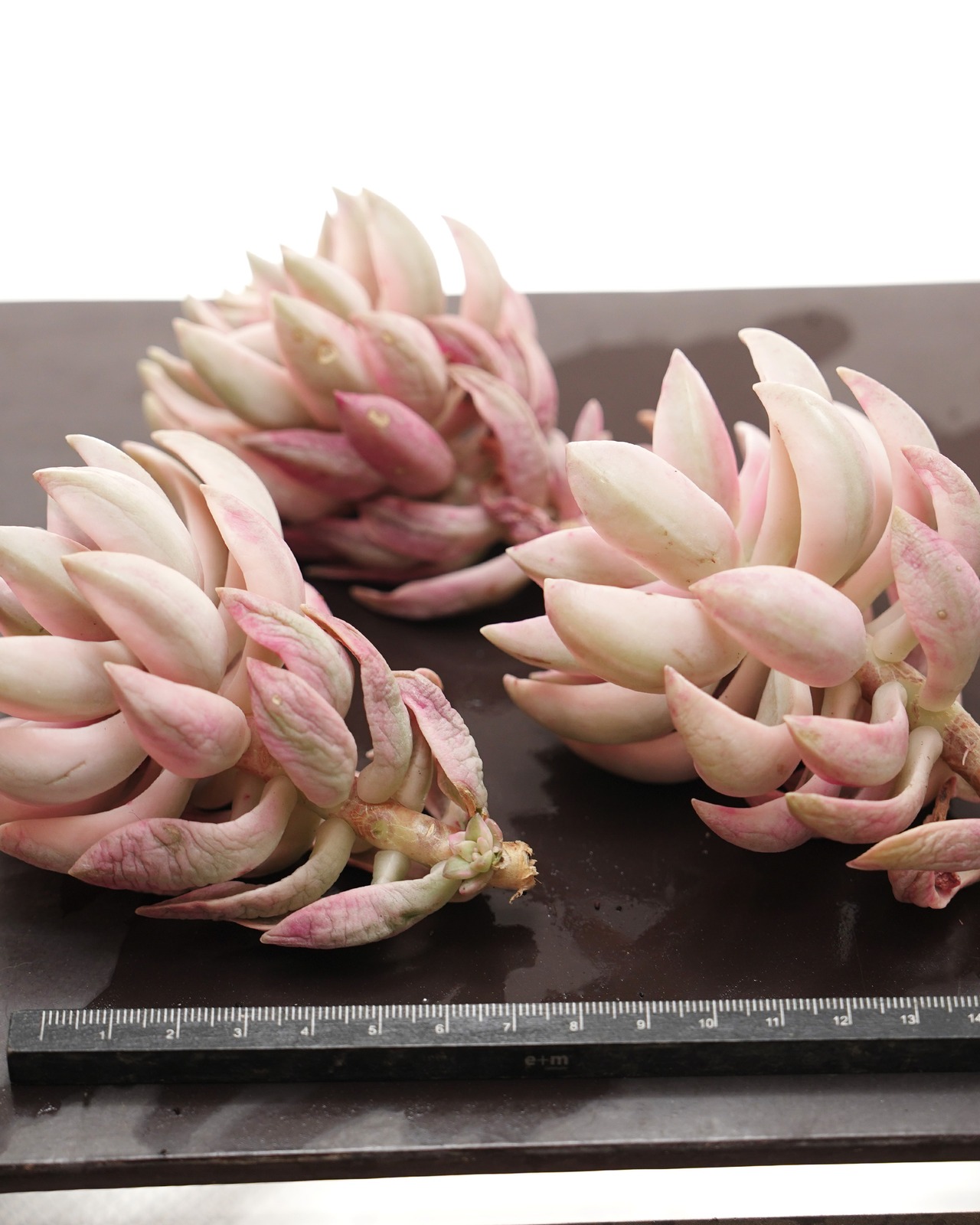 カット苗 プリン錦 【日本初上陸？！】 Graptopetalum 'Pudding' Variegated