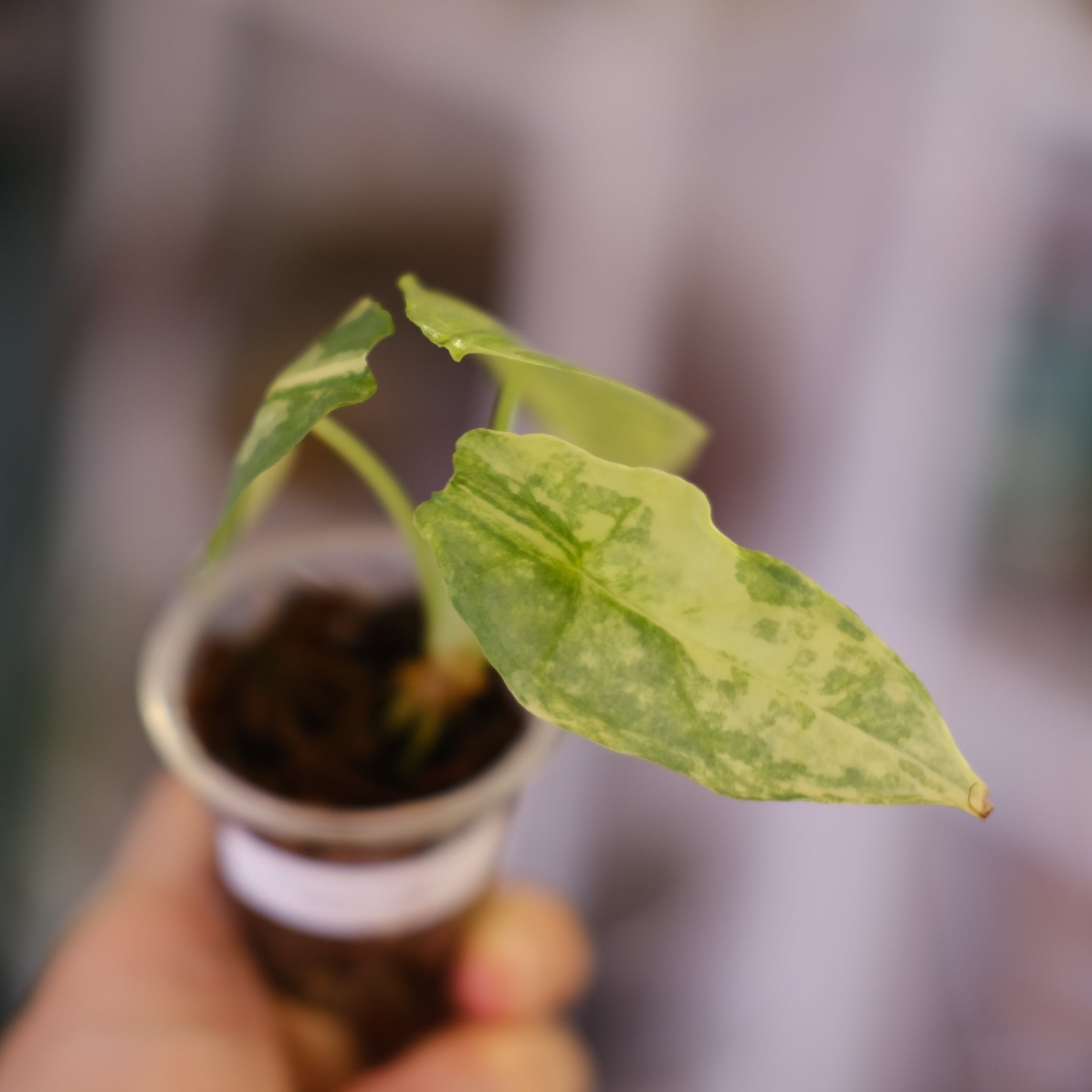 Alocasia 'Dragon Breath' aurea｜アロカシア ドラゴンブレス オーレア