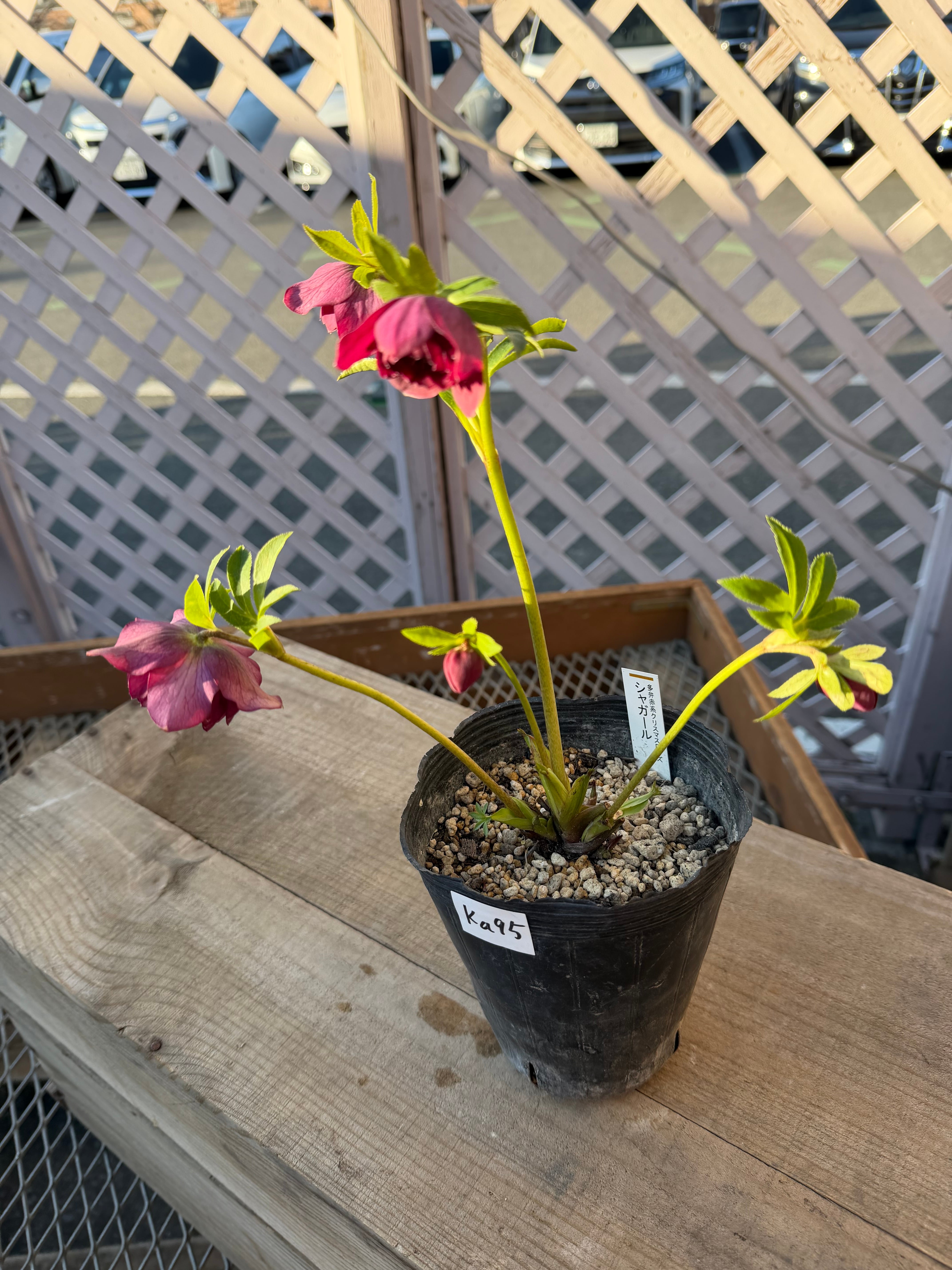 シャガール ※交配札なし 加藤農園 クリスマスローズ【Ka95】送料無料