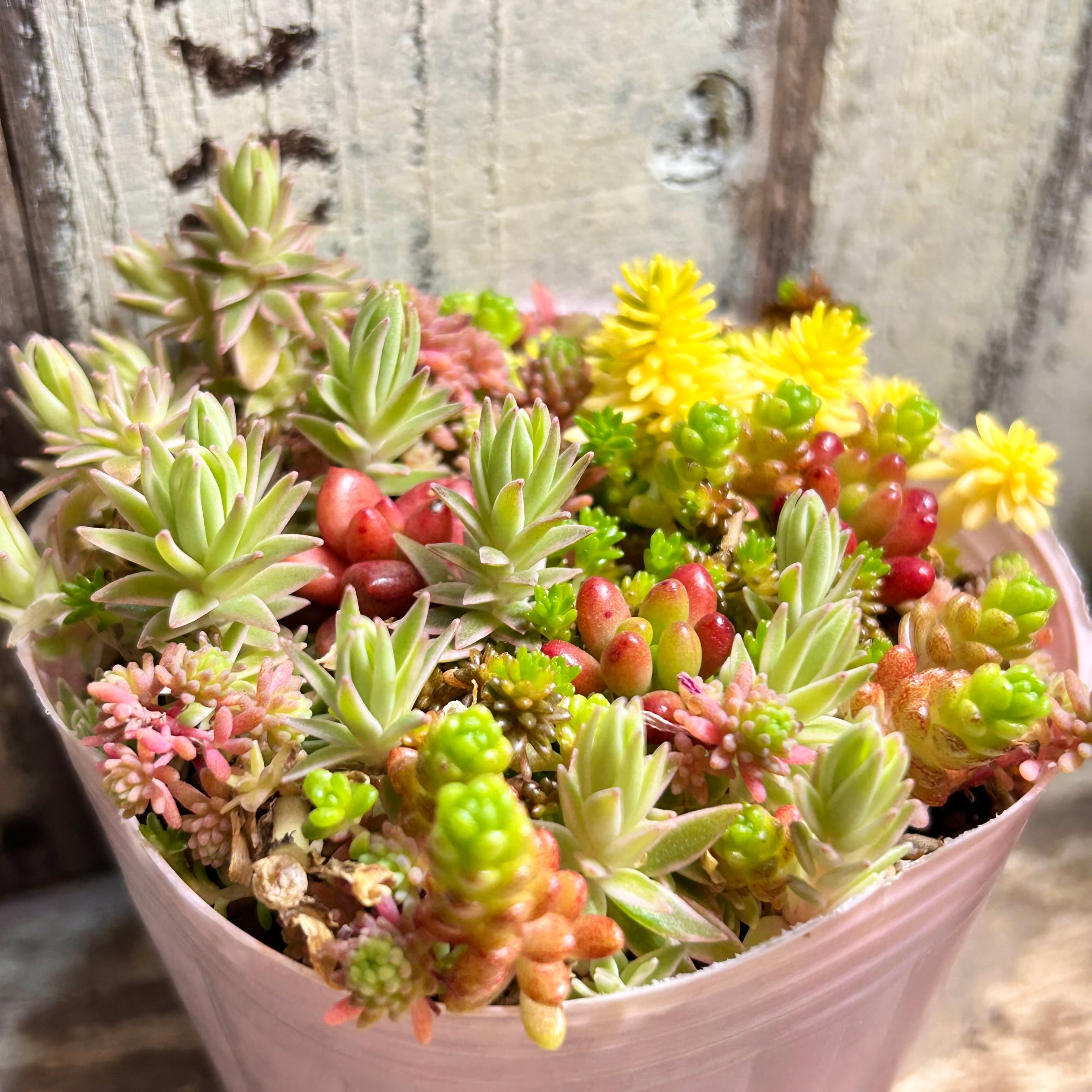 A)セダム寄せ植え | RuPo 多肉植物専門店