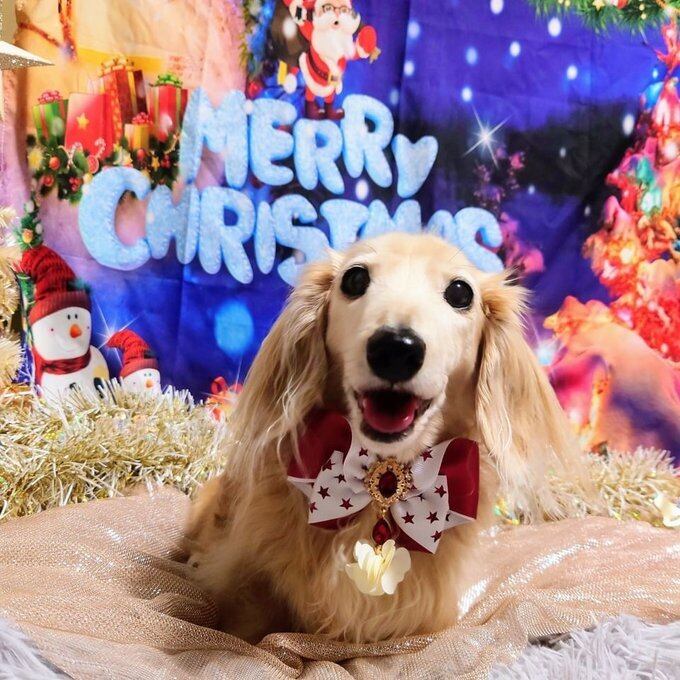 クリスマスチョーカー 犬猫チョーカー レギュラーサイズ 豪華ビジュー