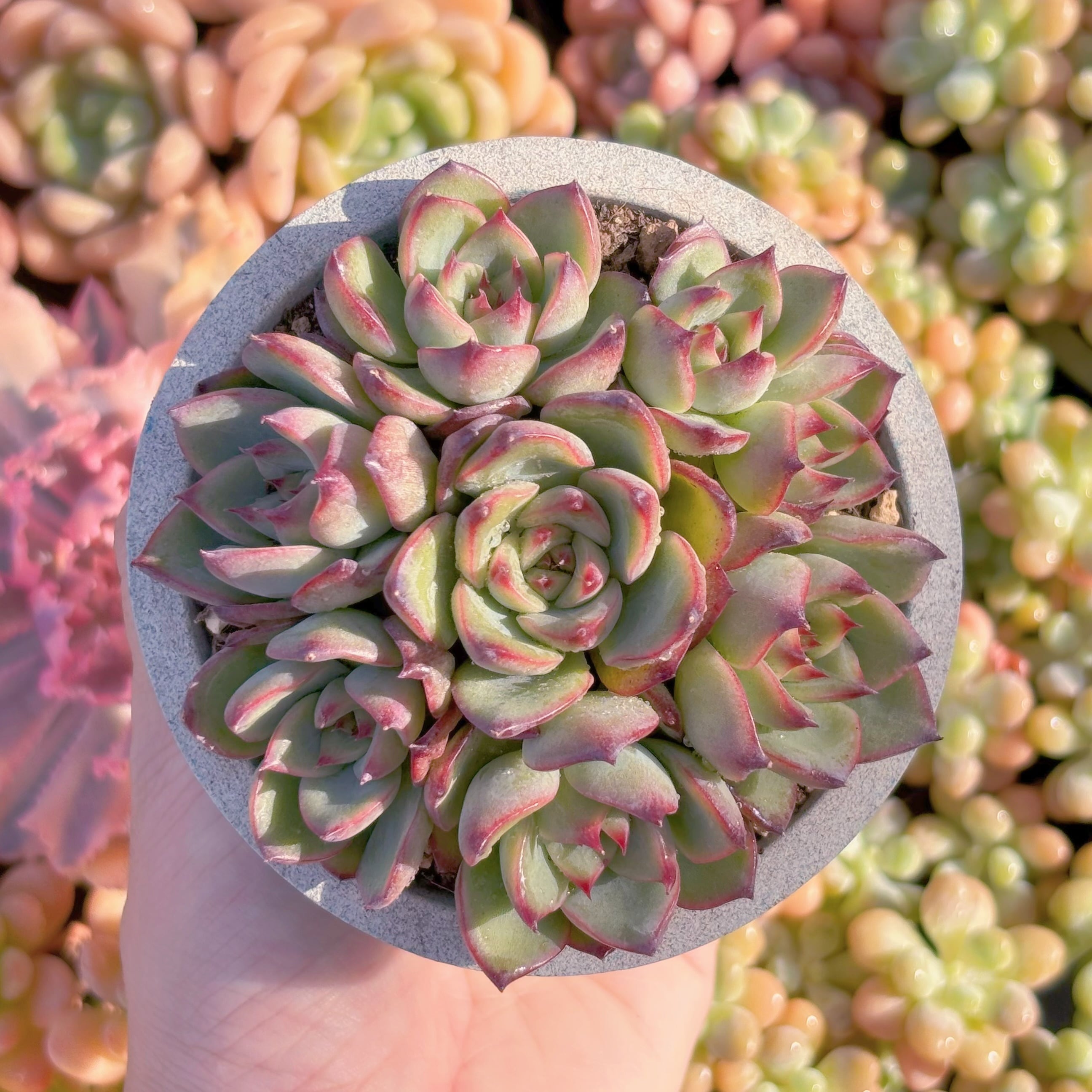 多肉植物　篝火(7苗)　新入荷　るる農園