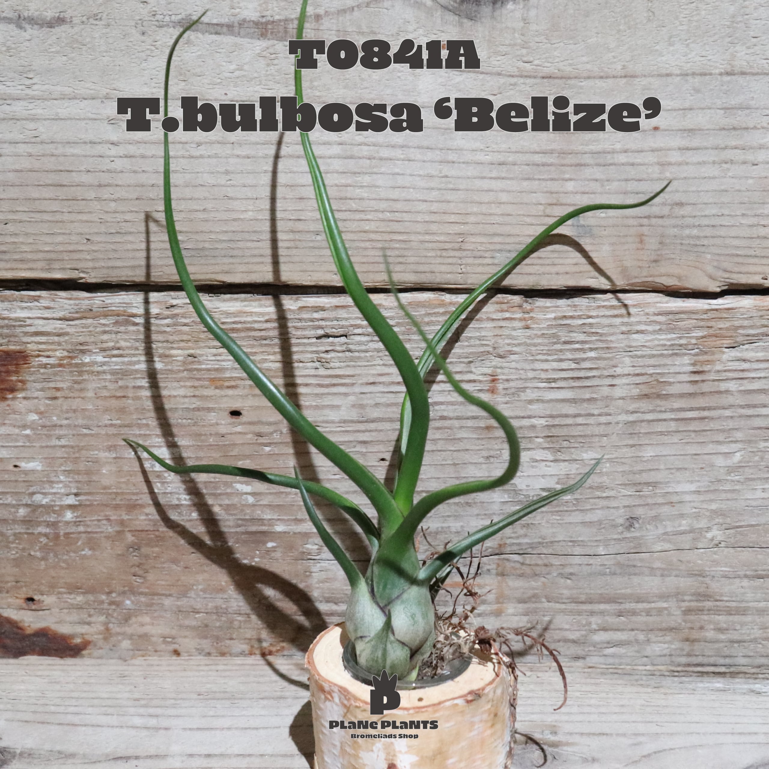 ブロメリア・エアープランツ tillandsia bulbosa 'redbull' true