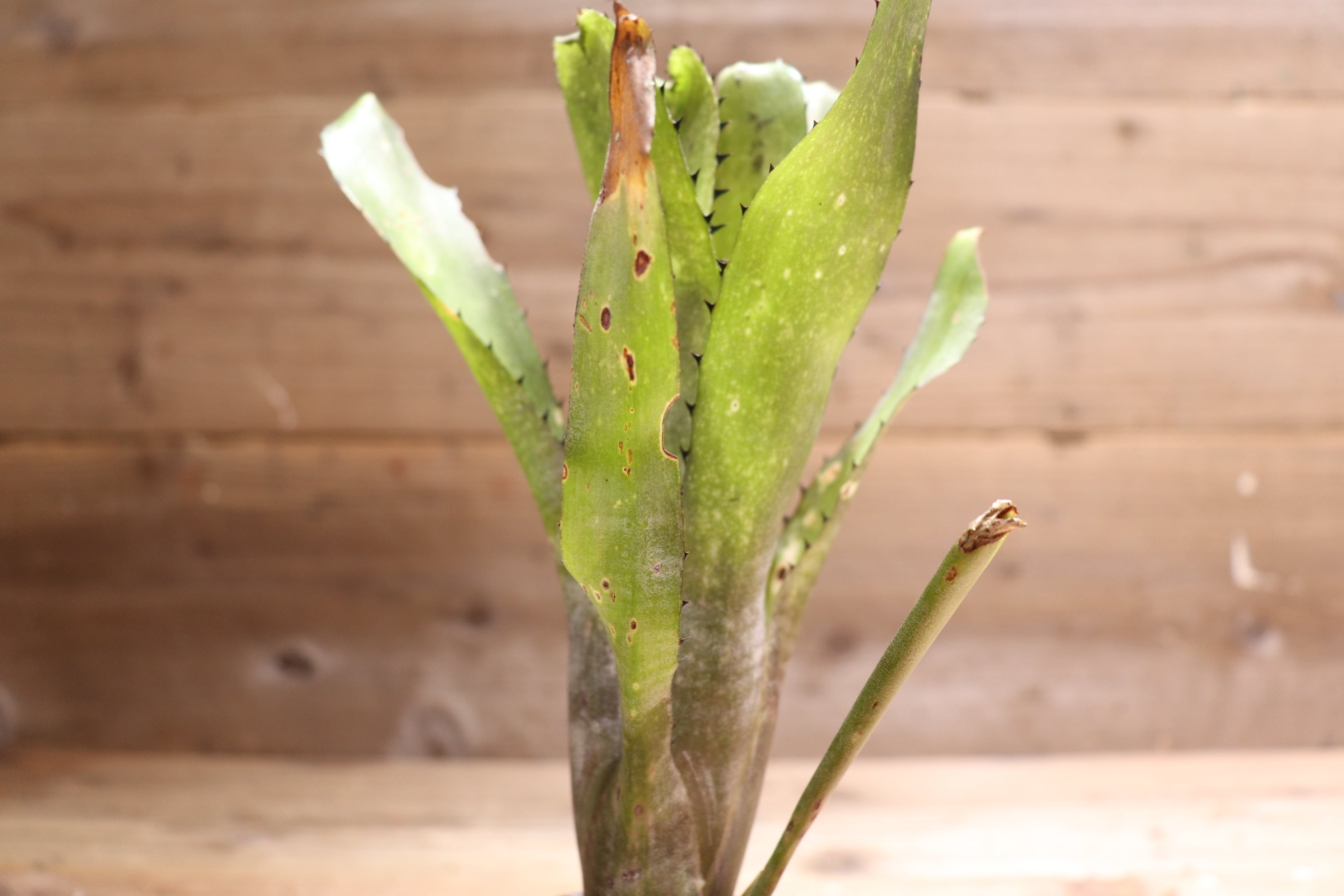 送料無料】 Billbergia 'Kahakai'〔ビルベルギア〕現品発送B0033