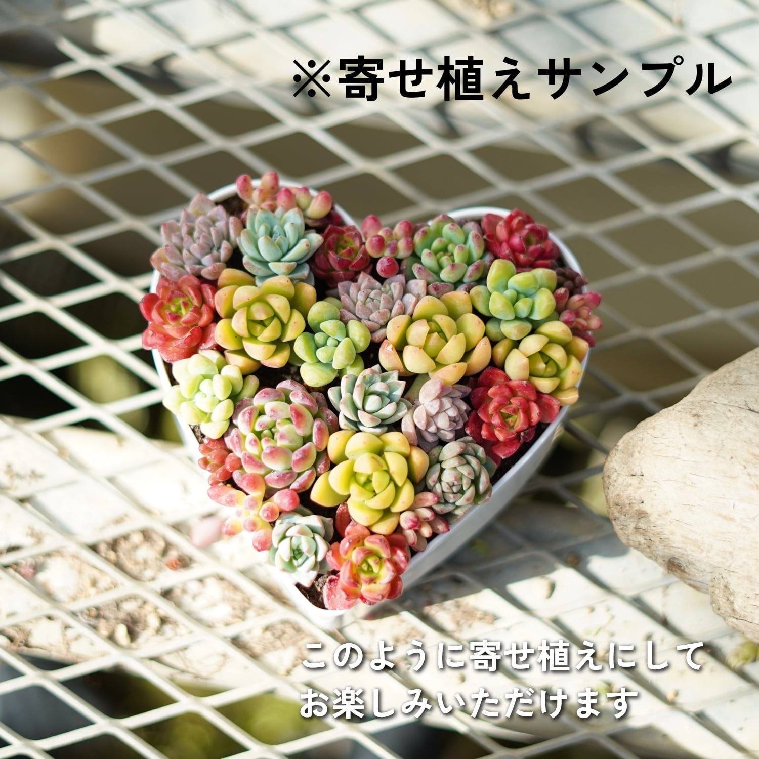 紅葉多肉植物 多肉弁当 柏屋商店 2個セット | PAY ID