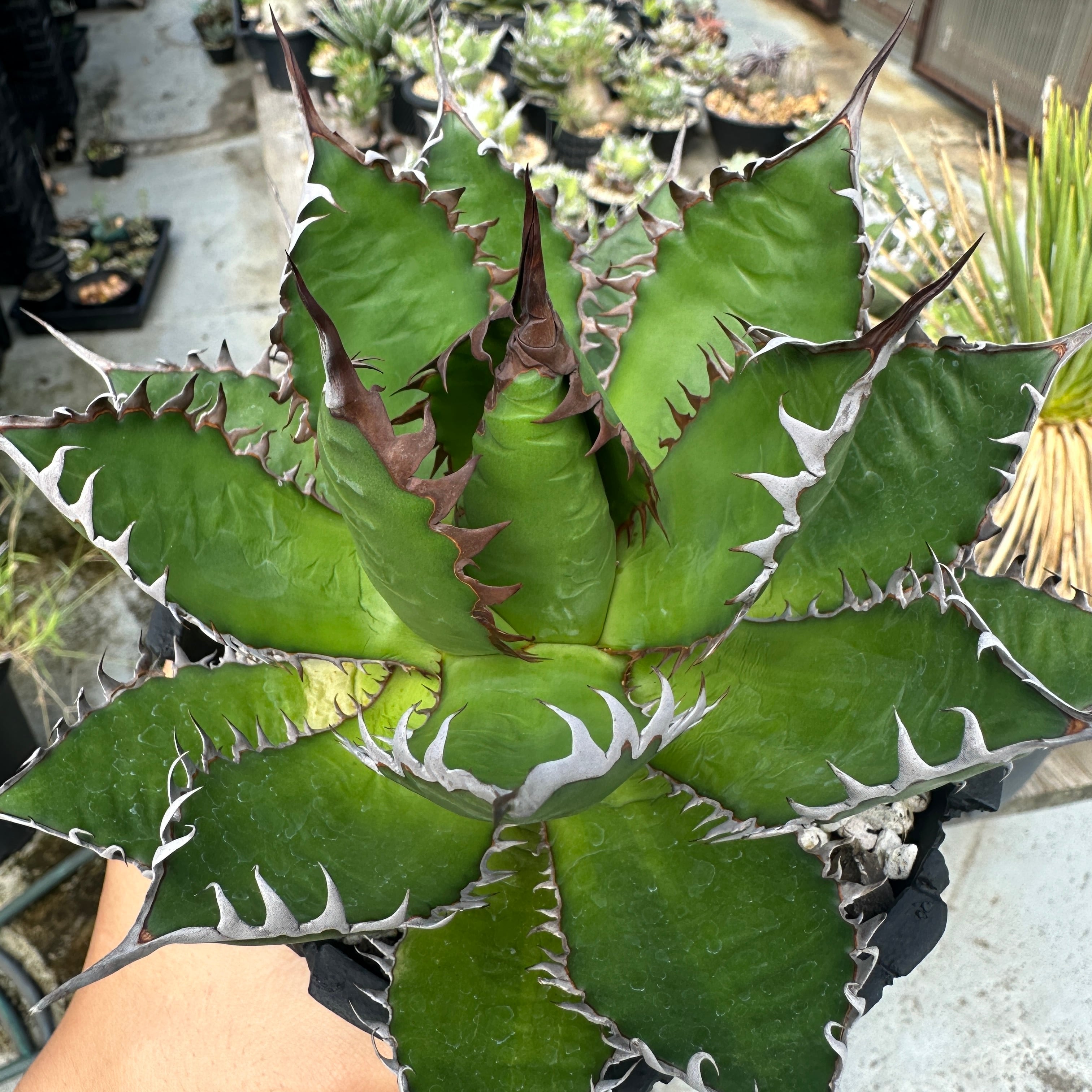 アガベ Kari アガベ チタノタ ブラックアンドブルー Agave titanota black and