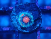 Loadhowensis Baby "Red" 18