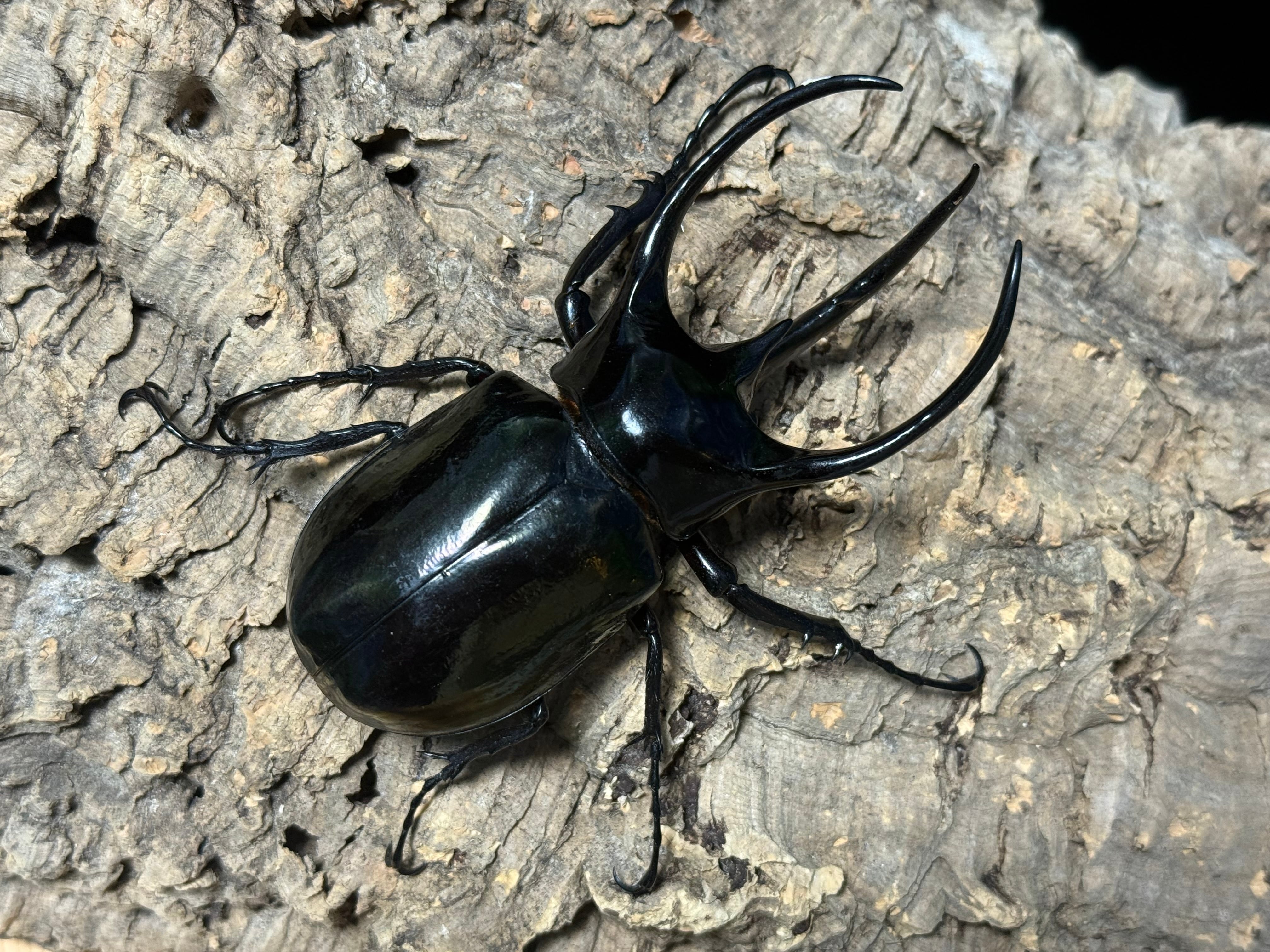 WD タイリクコーカサス ♂117mm ♀60mm ペア ♀ツメ欠け | BeetleHouse79
