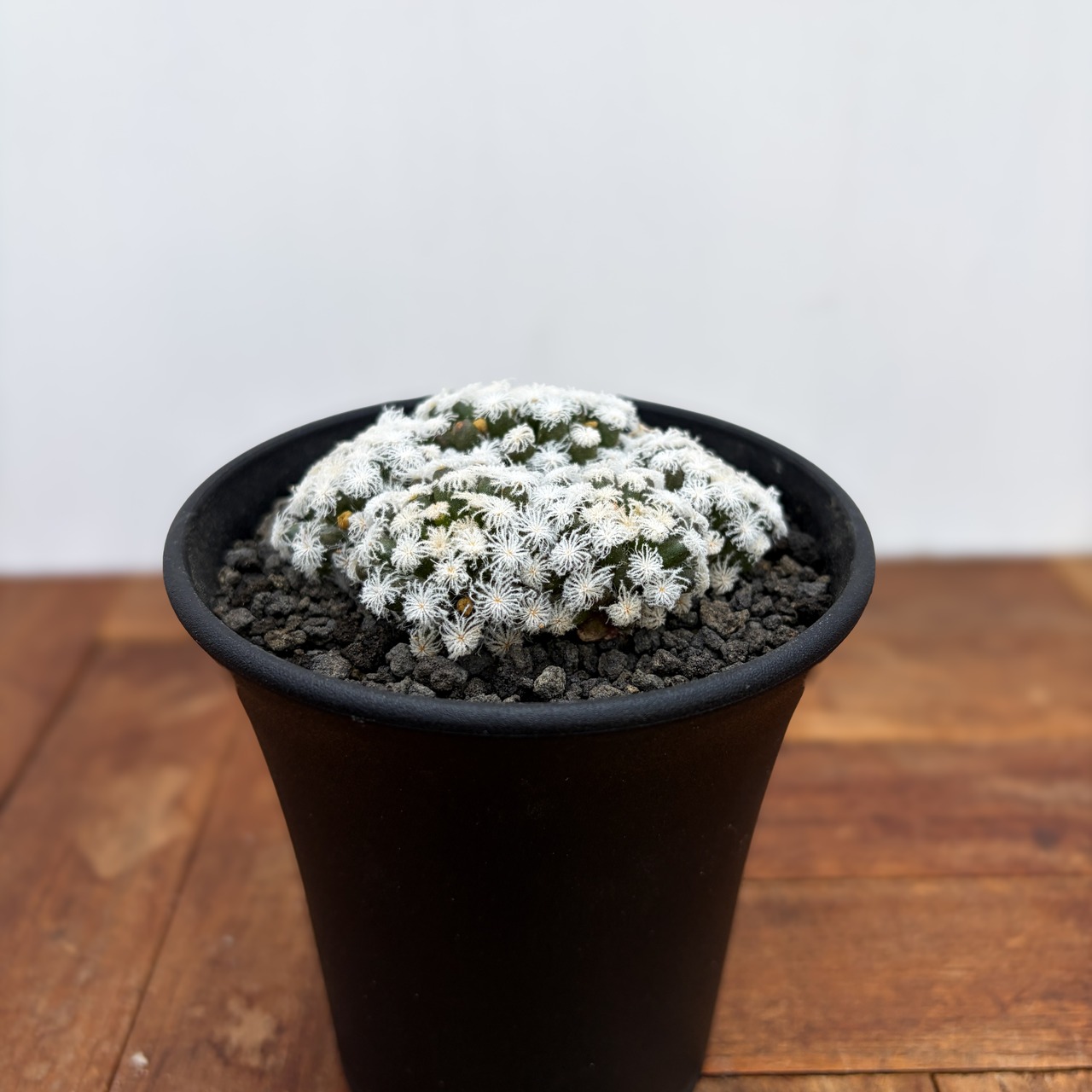 Mammillaria plumosa snowflake【マミラリア・白星・スノーフレーク】