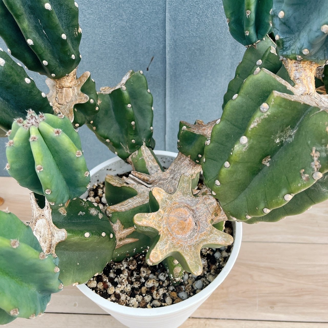 ［現品］16番　柱サボテン　鬼面角 ブランチ　8号　多肉植物　おしゃれ　人気 現品］16番 柱サボテン 鬼面角 ブランチ 8号 観葉植物 室内 大型 多肉