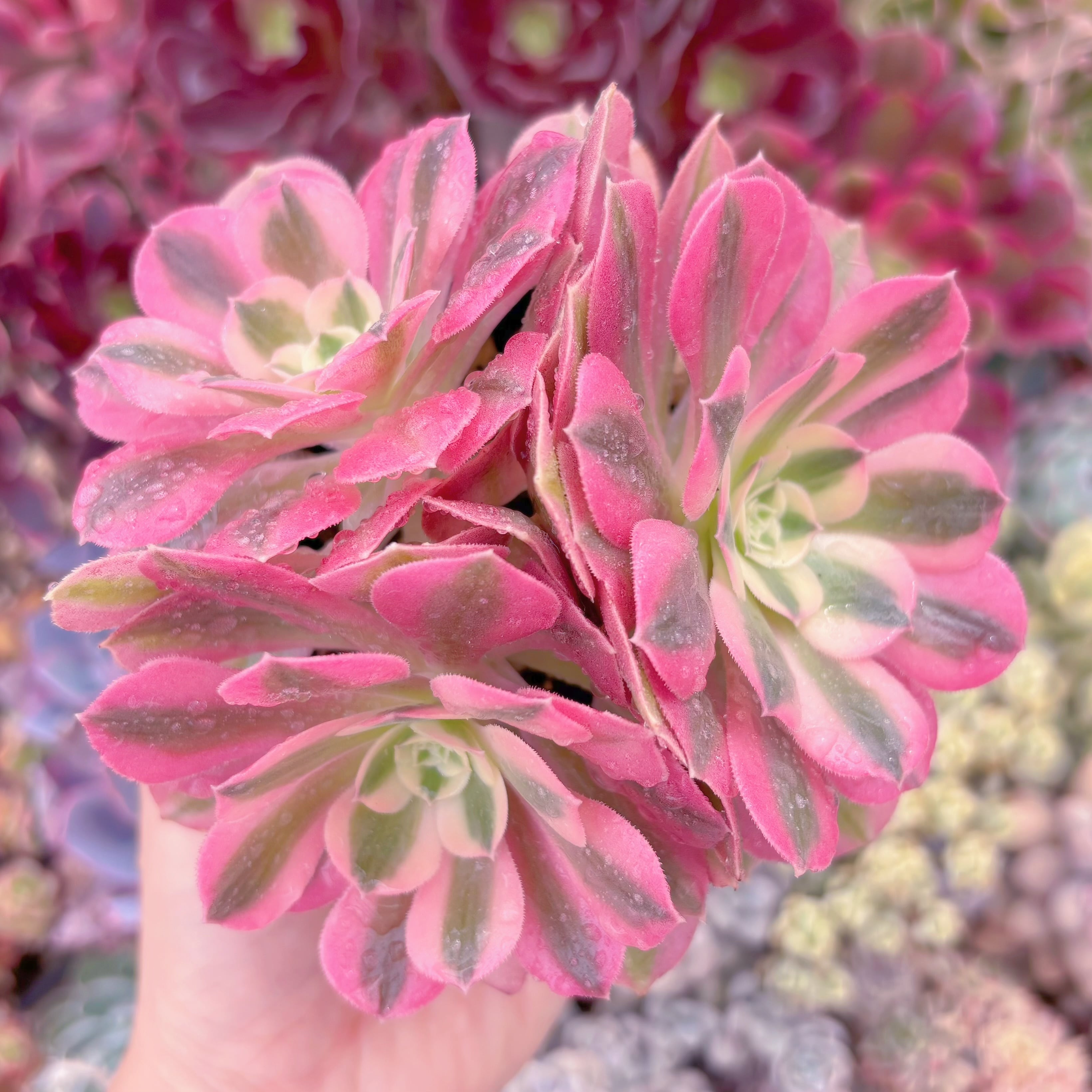 現品　アフラダイティ#722　群生　るる農園