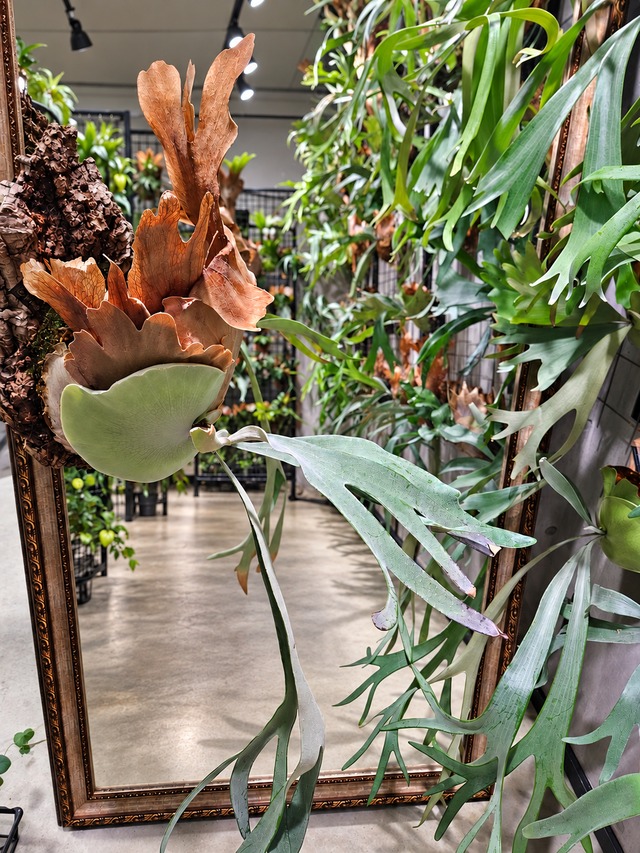 P.Omo【 artPLANTs/PLANTS GARAGE 】ビカクシダ#Platycerium