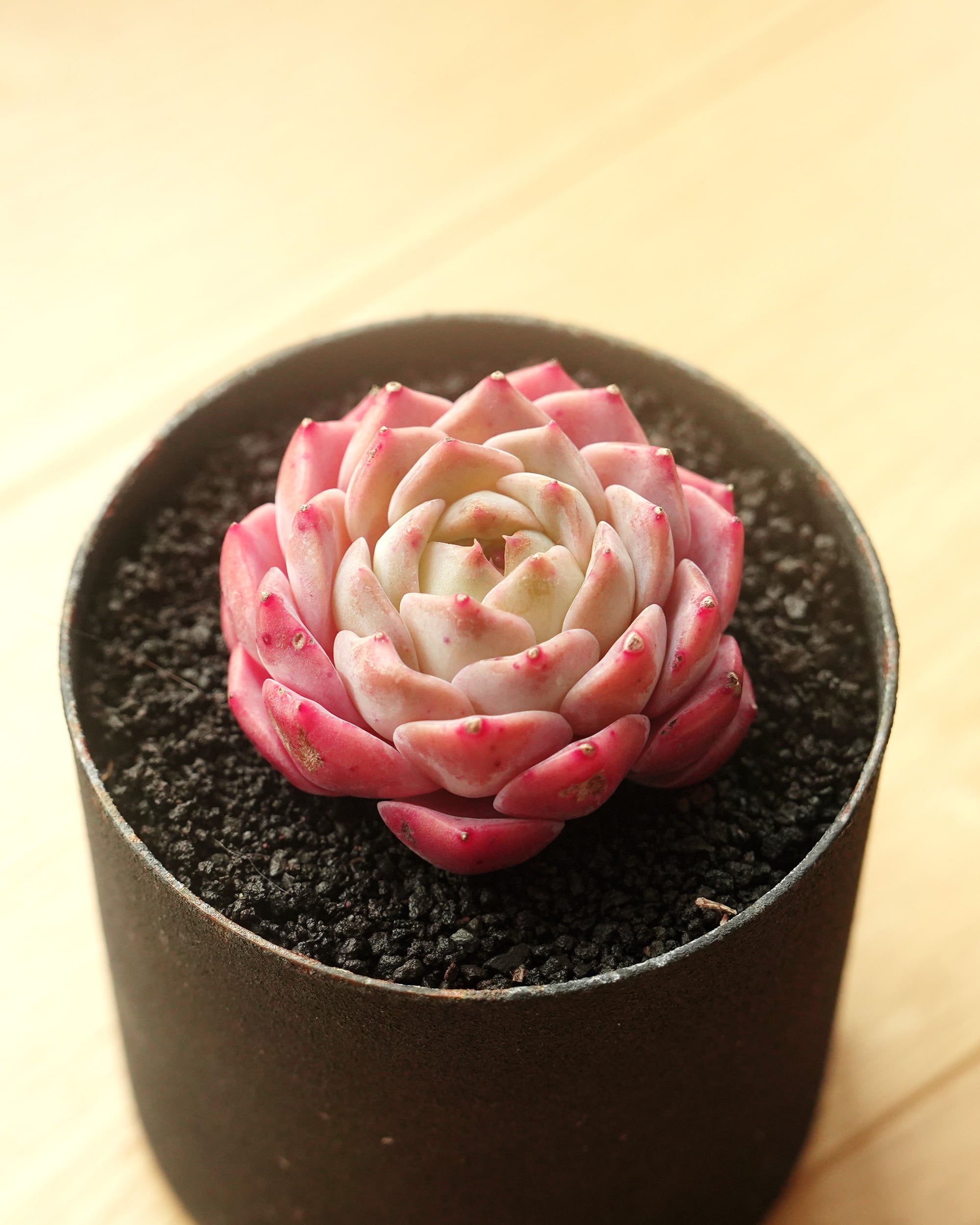 抜き苗 パリー トルンカータ オリザバ Agave parryi var.truncata