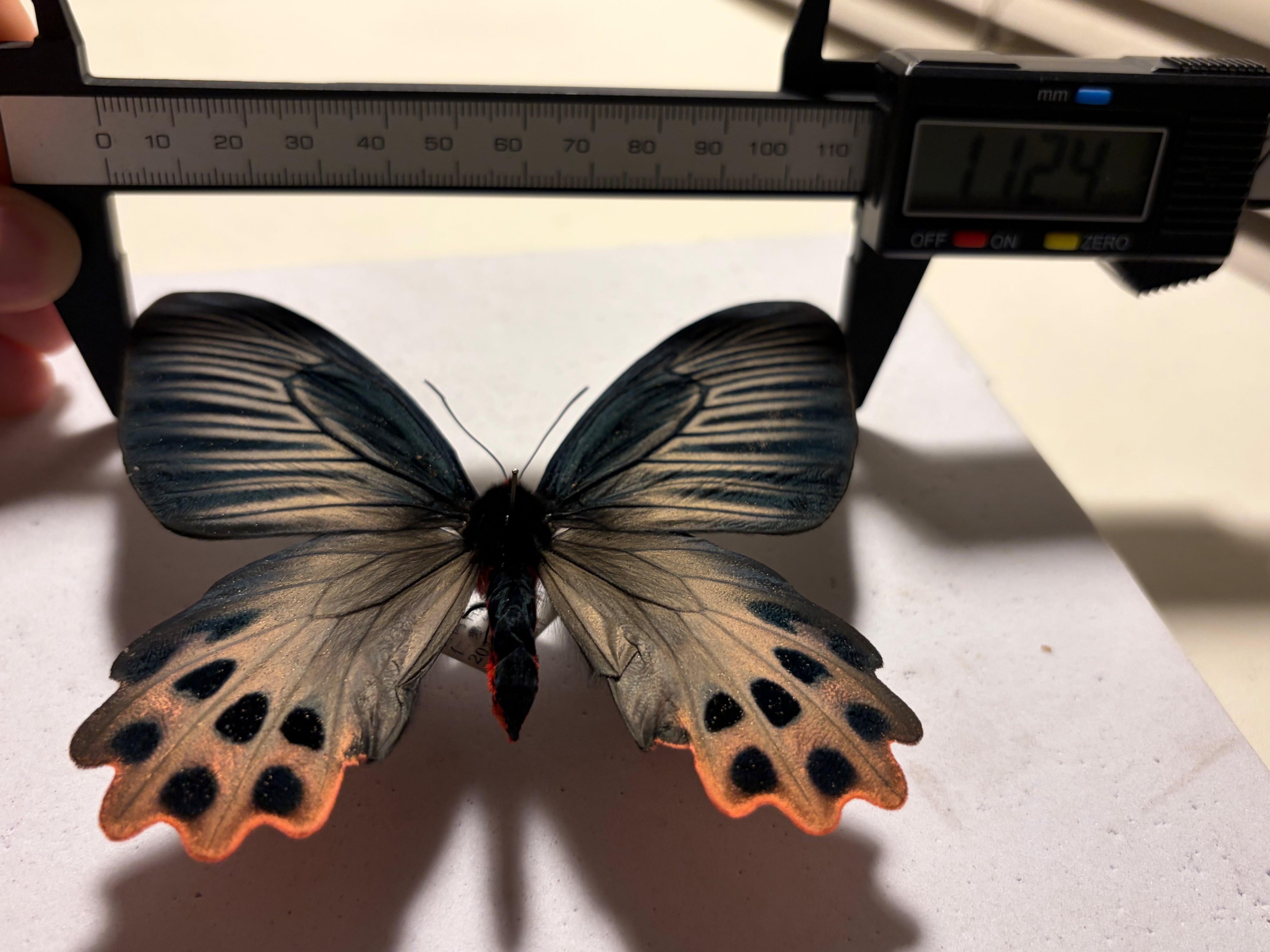表展翅♀】アケボノアゲハ Atrophaneura horishana 標本 Papilio 蝶